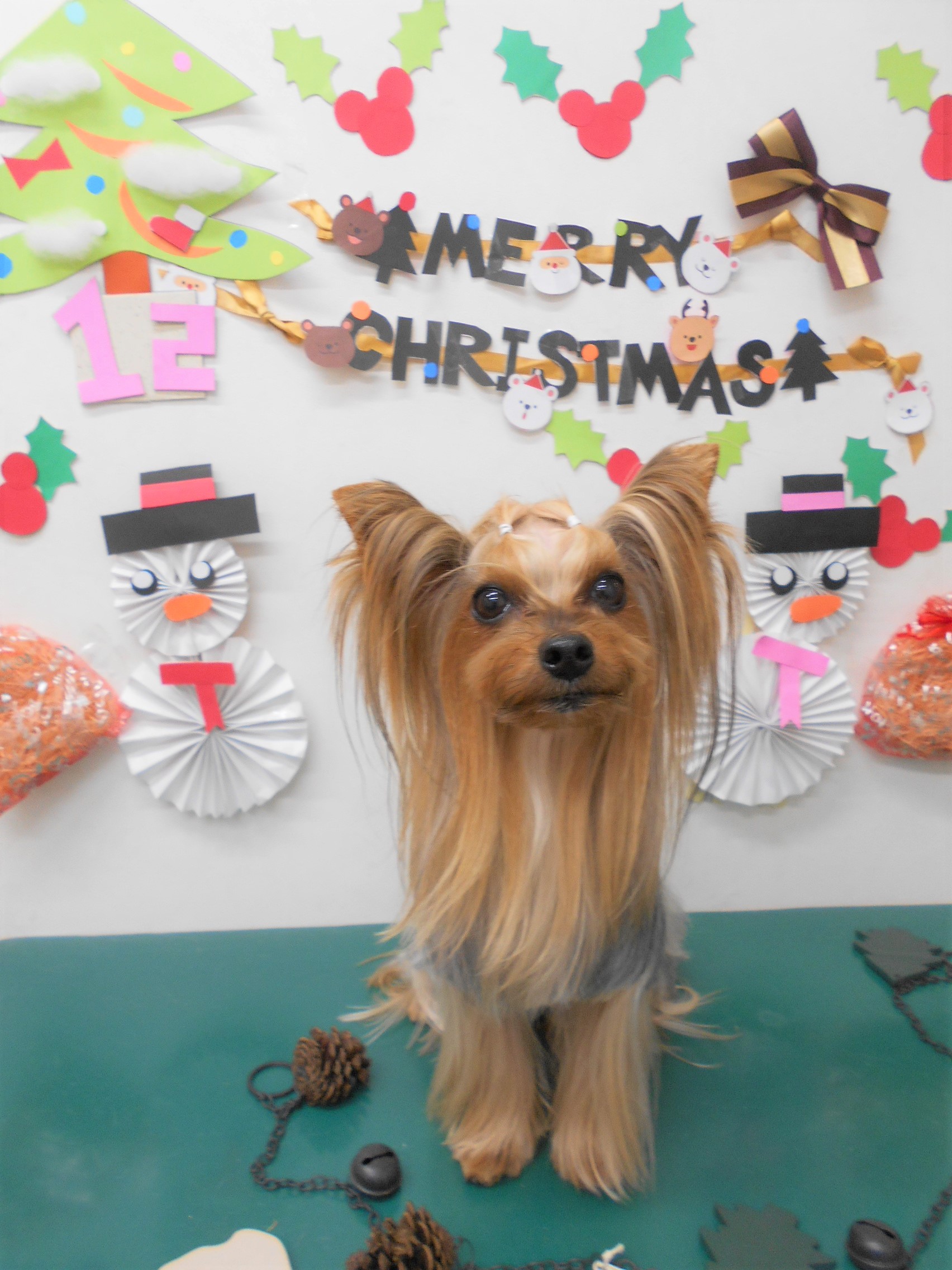 トリミングサロン シュシュどうぶつ病院からのお知らせ 2019-12-19