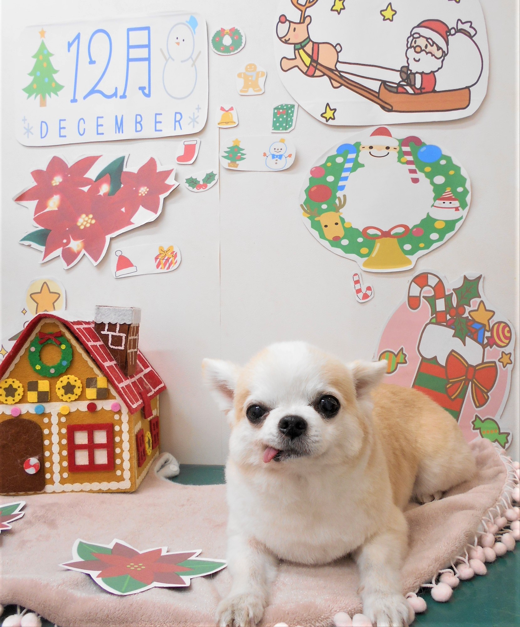 トリミングサロン シュシュどうぶつ病院からのお知らせ 2021-12-17