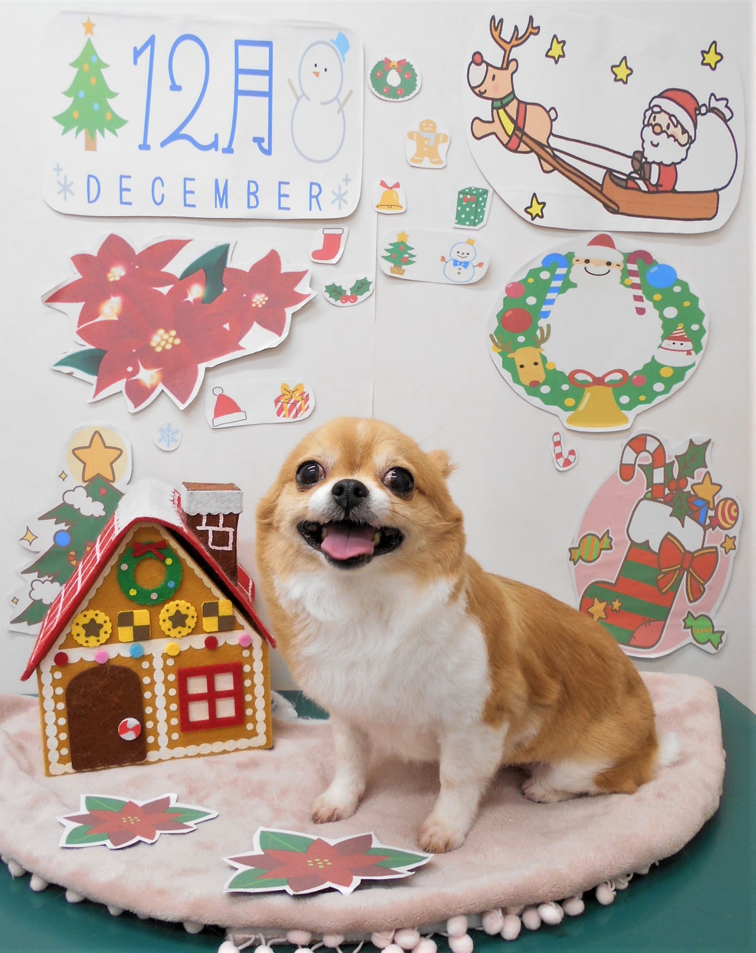 トリミングサロン シュシュどうぶつ病院からのお知らせ 2021-12-21