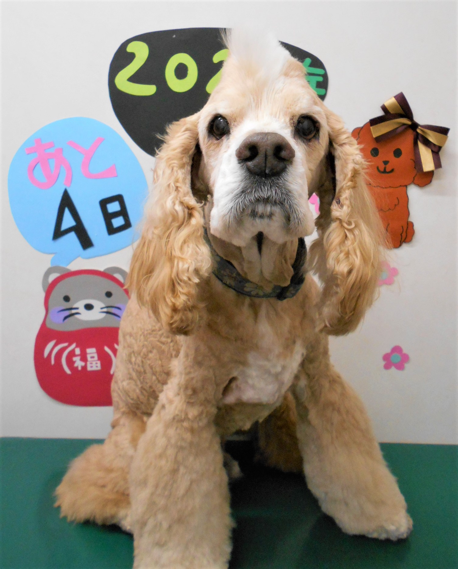 トリミングサロン シュシュどうぶつ病院からのお知らせ 2019-12-28