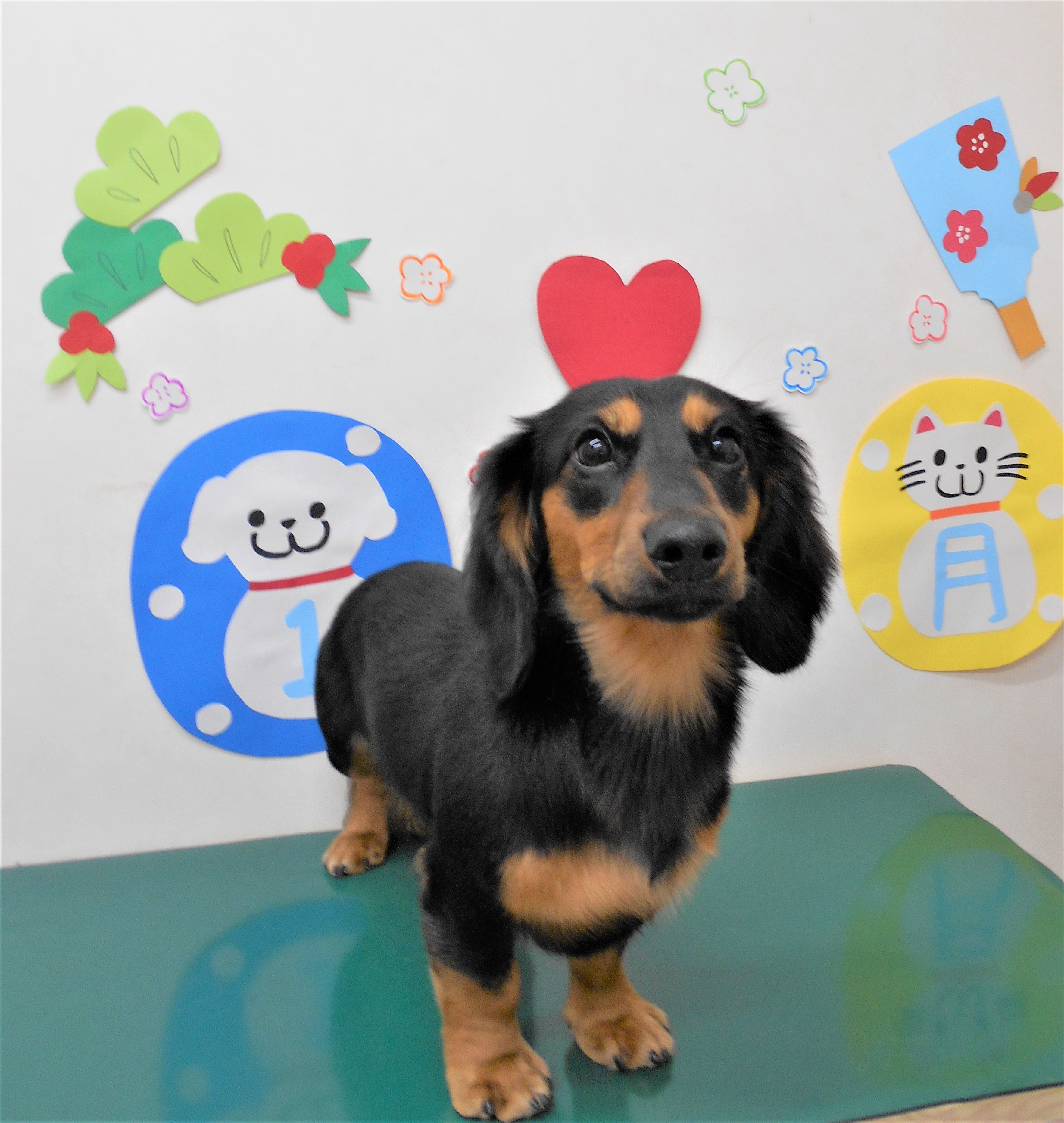 トリミングサロン シュシュどうぶつ病院からのお知らせ 2019-01-15
