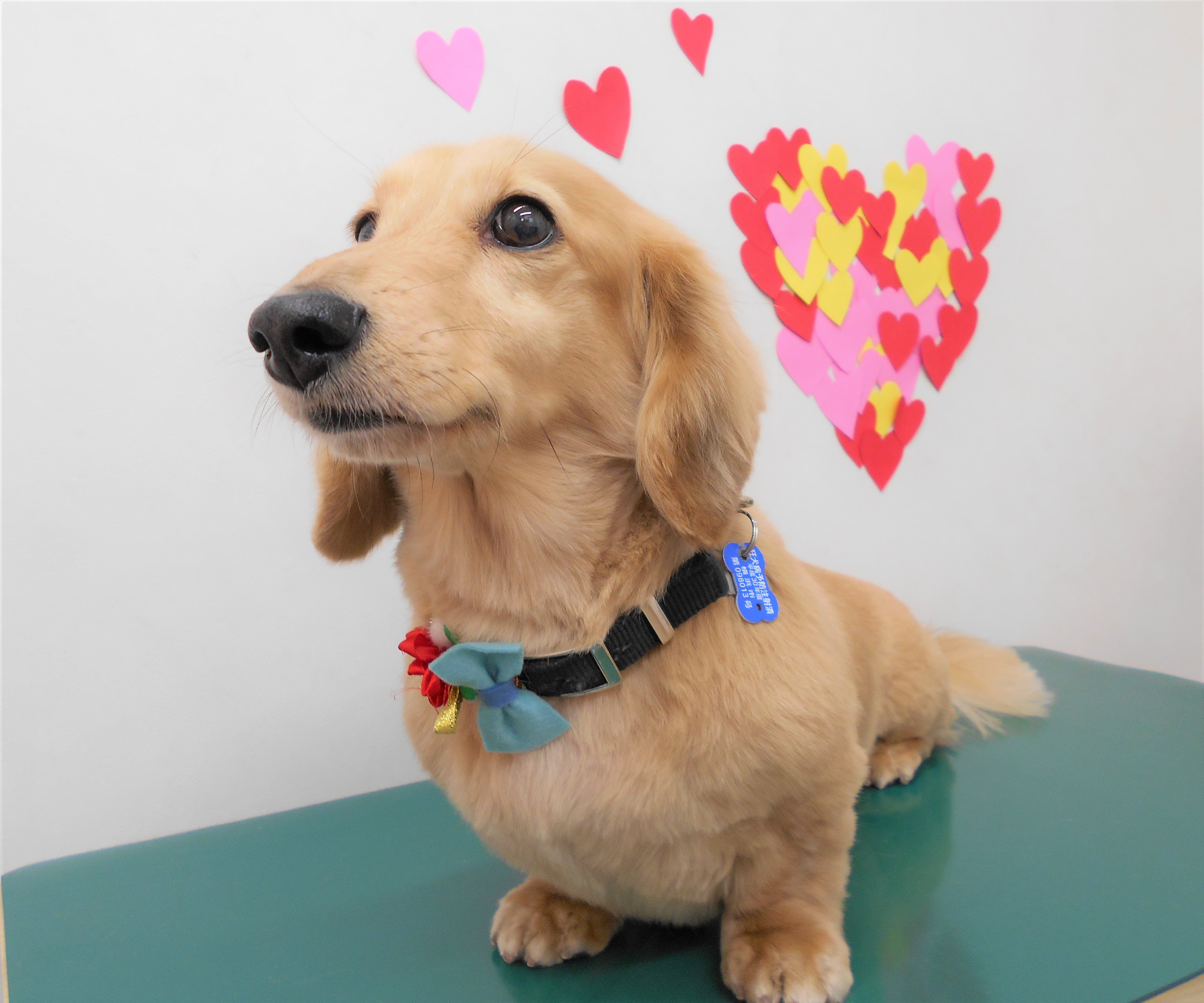トリミングサロン シュシュどうぶつ病院からのお知らせ 2019-02-03