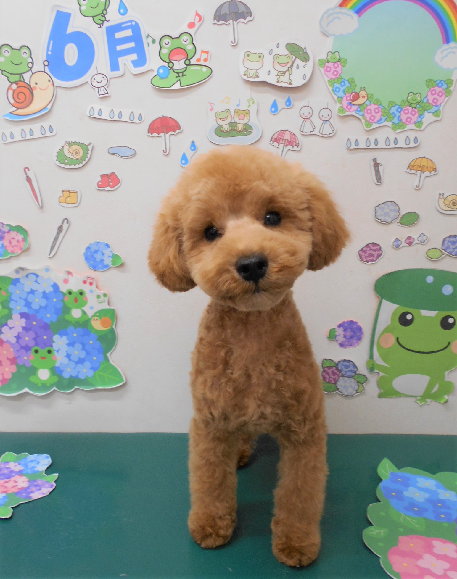 トリミングサロン シュシュどうぶつ病院からのお知らせ 2021-06-25