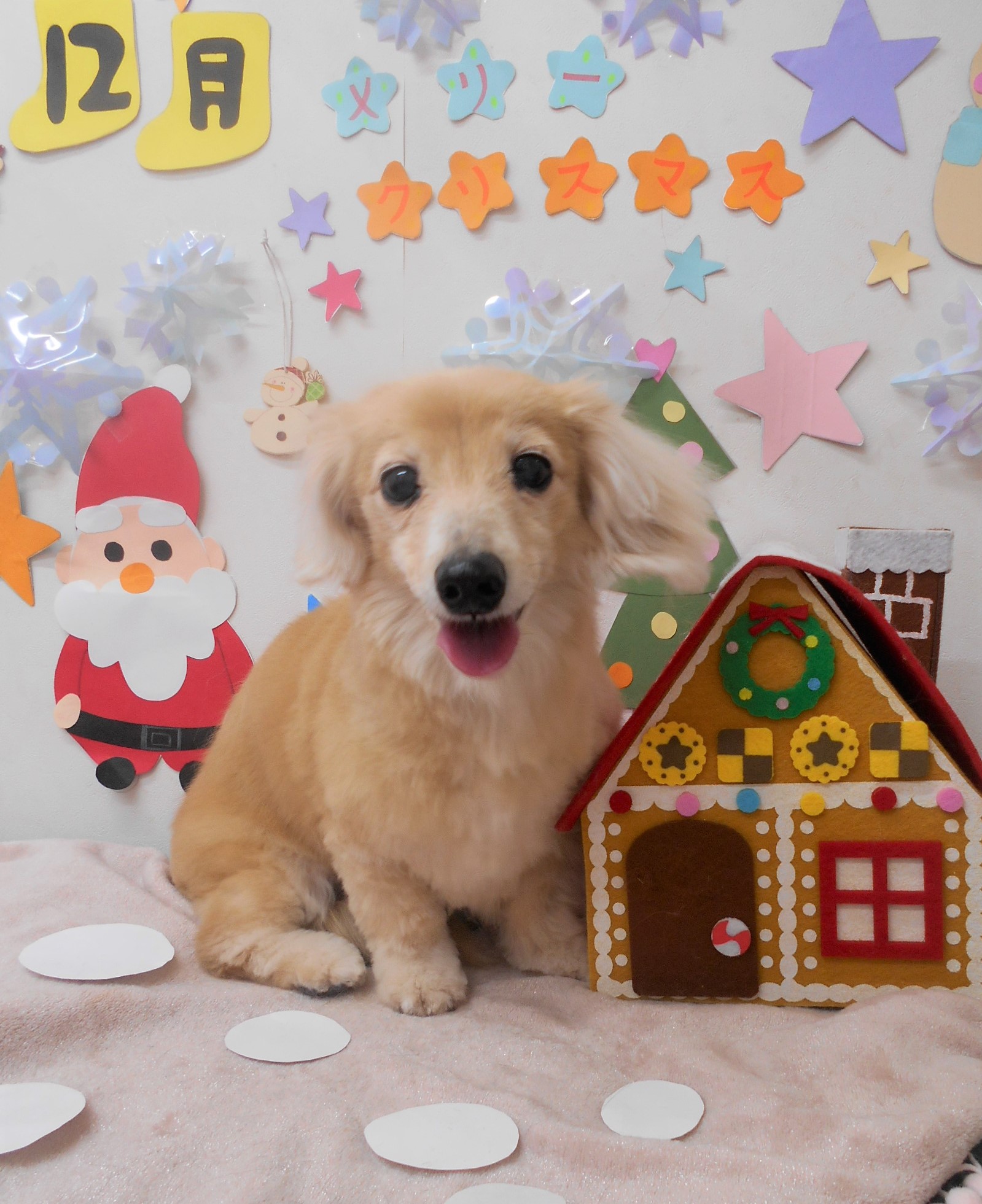トリミングサロン シュシュどうぶつ病院からのお知らせ 2020-12-16