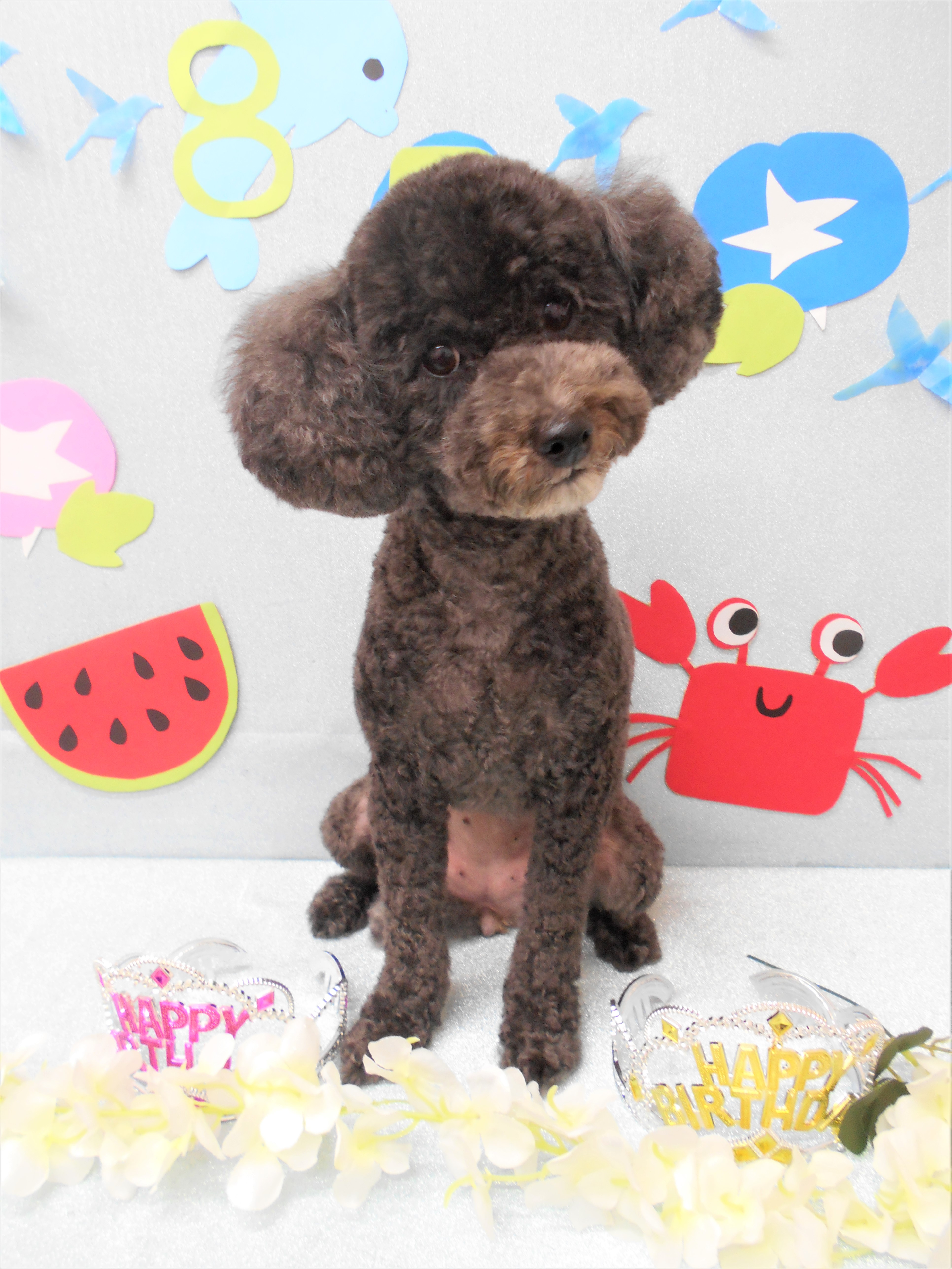 トリミングサロン シュシュどうぶつ病院からのお知らせ 2019-08-09