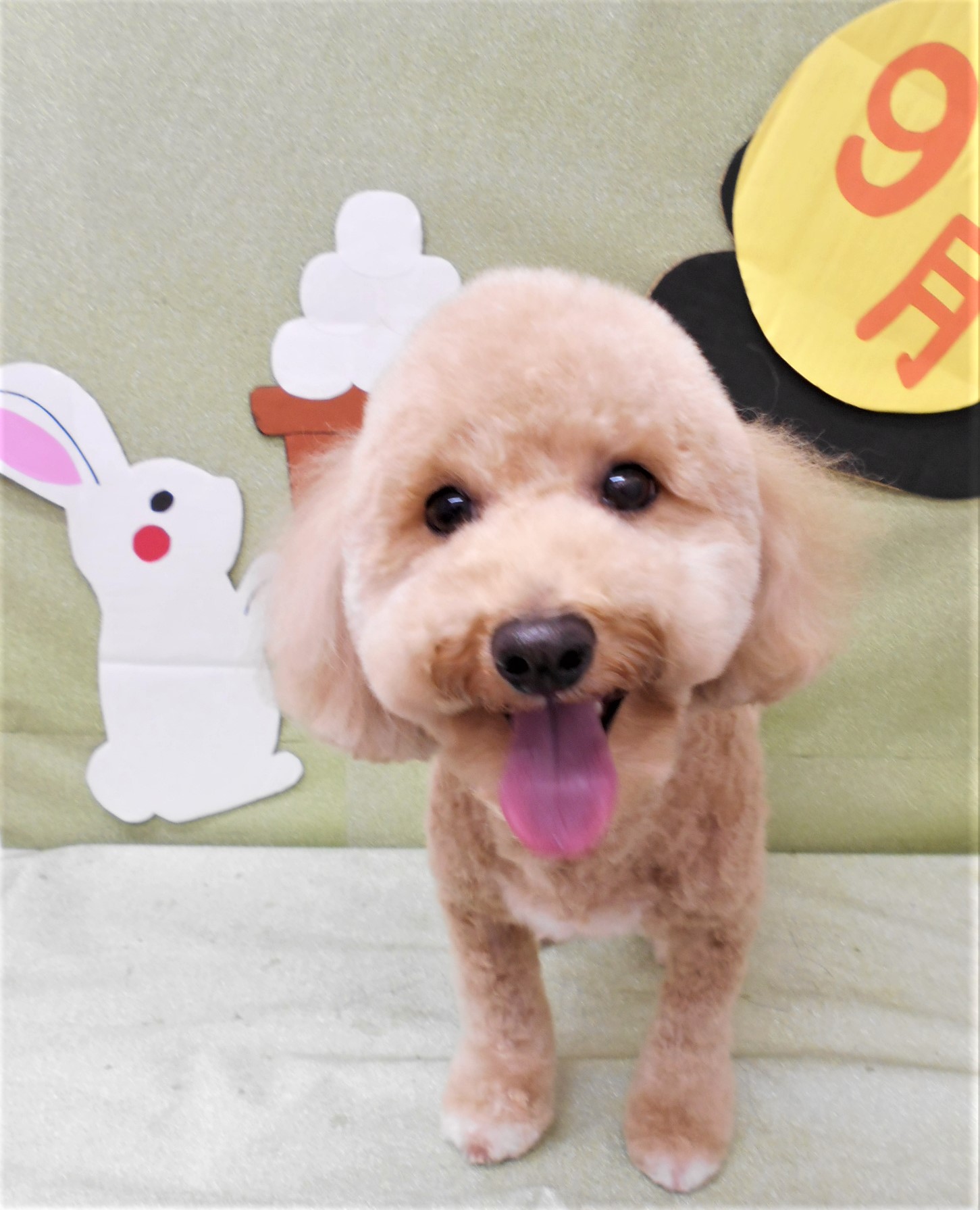 トリミングサロン シュシュどうぶつ病院からのお知らせ 2019-09-12