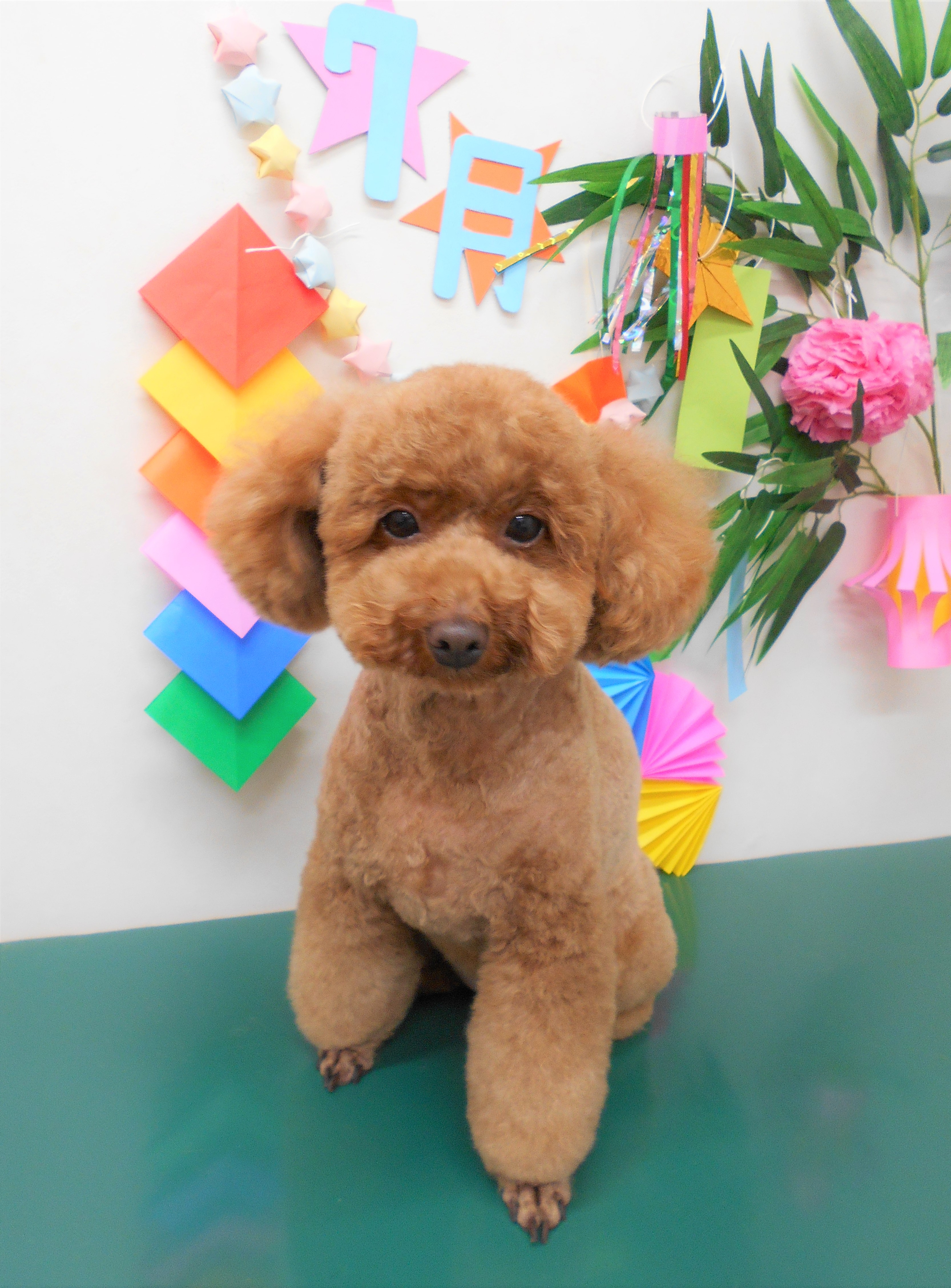 トリミングサロン シュシュどうぶつ病院からのお知らせ 2019-07-07