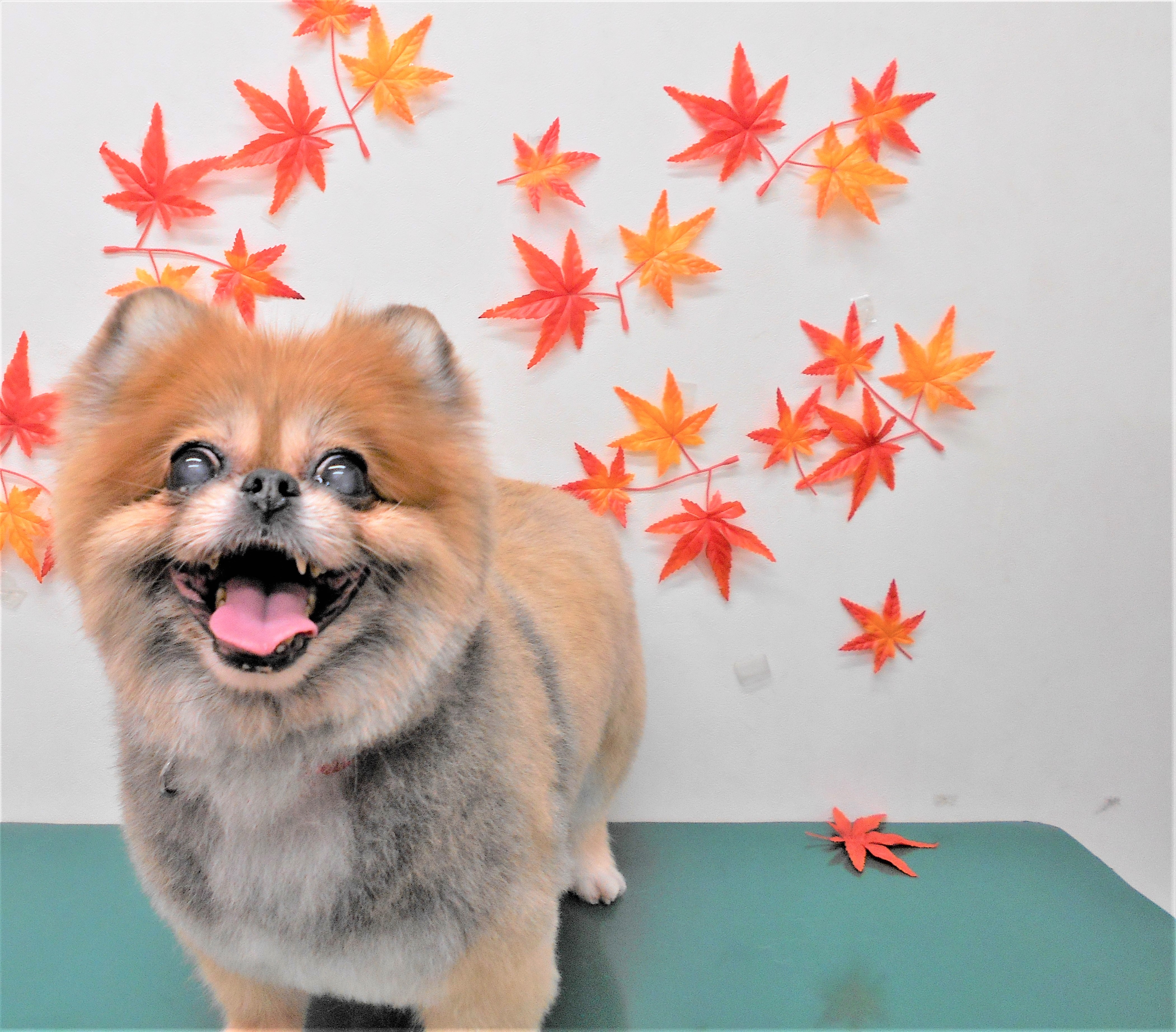 トリミングサロン シュシュどうぶつ病院からのお知らせ 2018-10-12