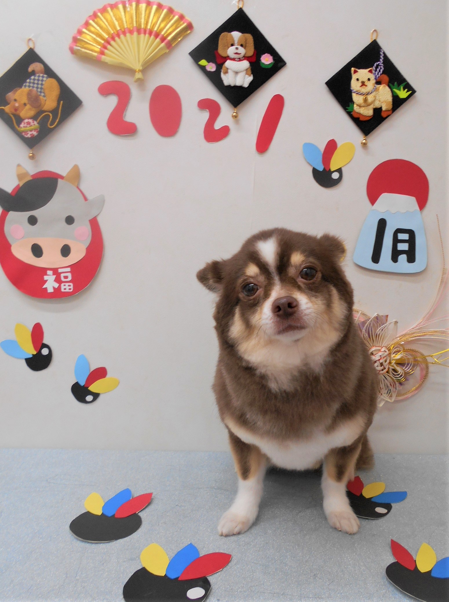 トリミングサロン シュシュどうぶつ病院からのお知らせ 2021-01-19