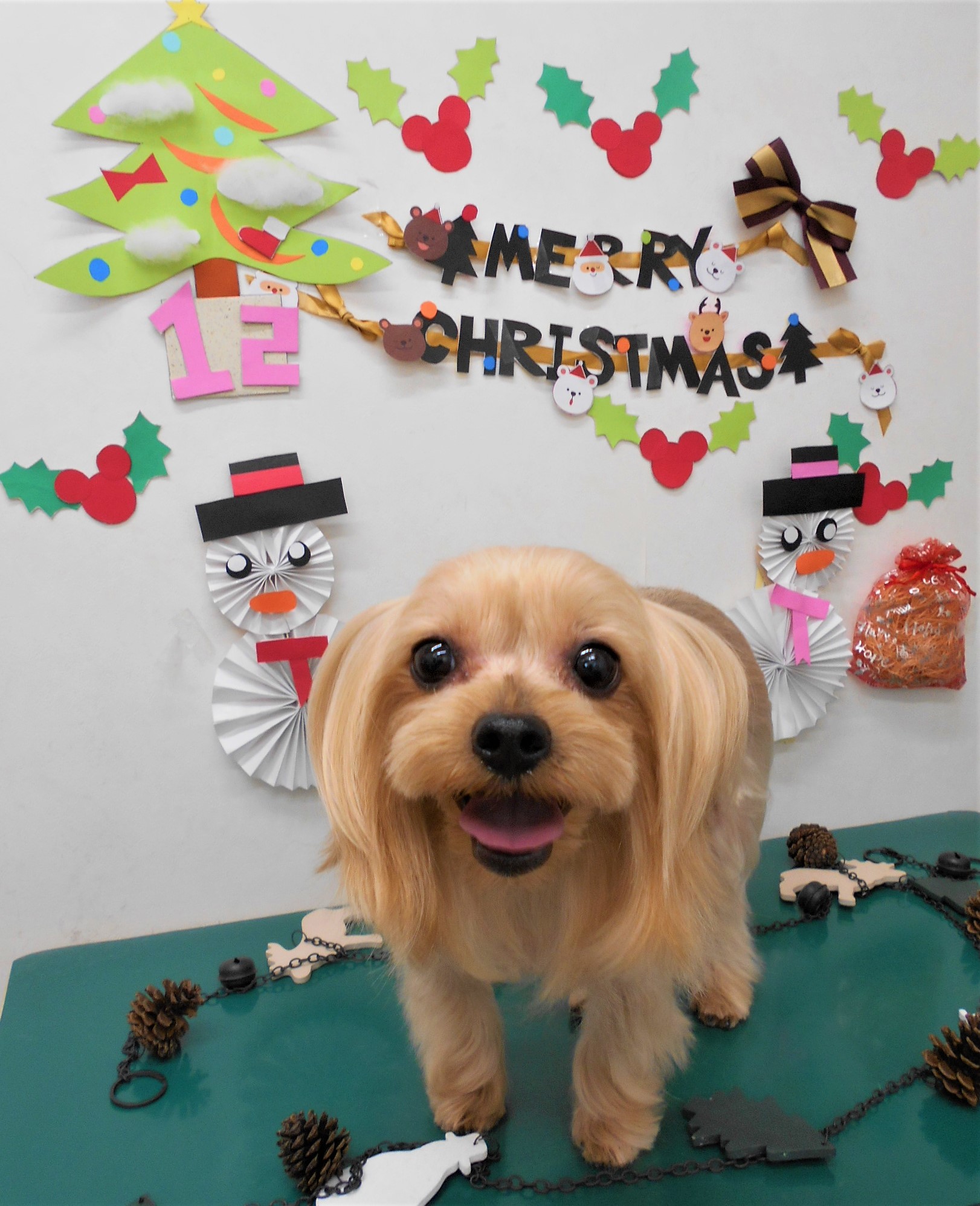 トリミングサロン シュシュどうぶつ病院からのお知らせ 2019-12-15