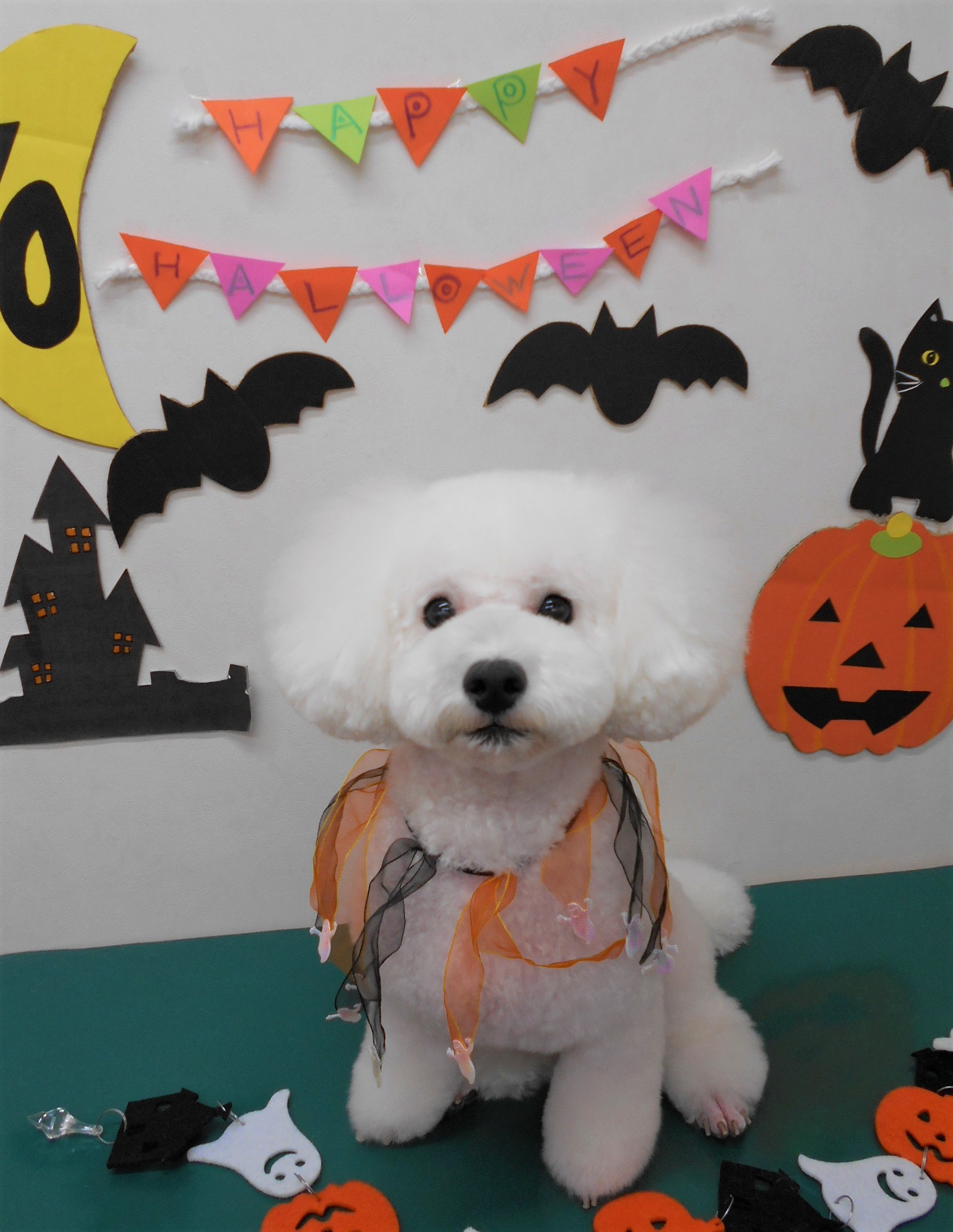 トリミングサロン シュシュどうぶつ病院からのお知らせ 2019-10-06