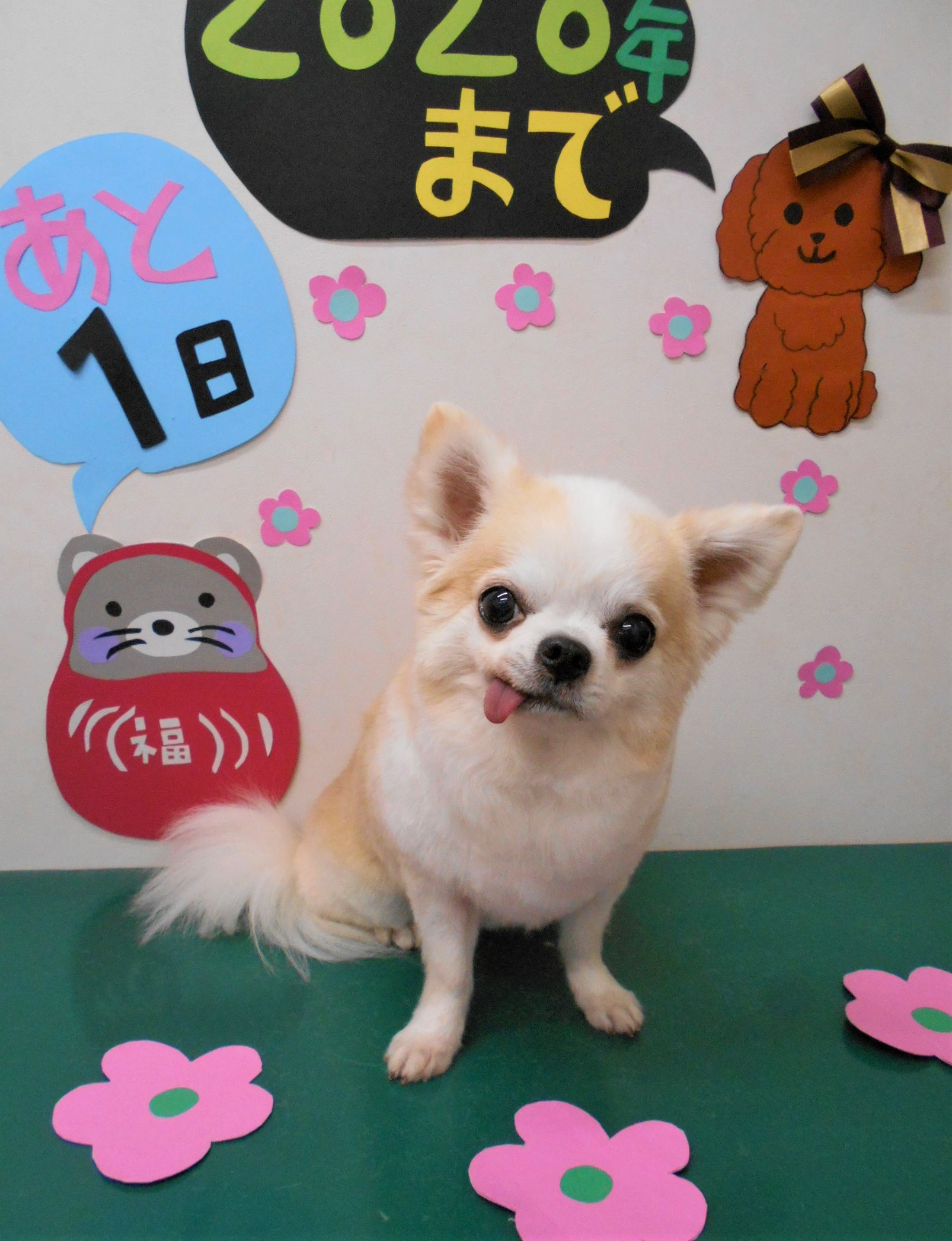トリミングサロン シュシュどうぶつ病院からのお知らせ 2019-12-31