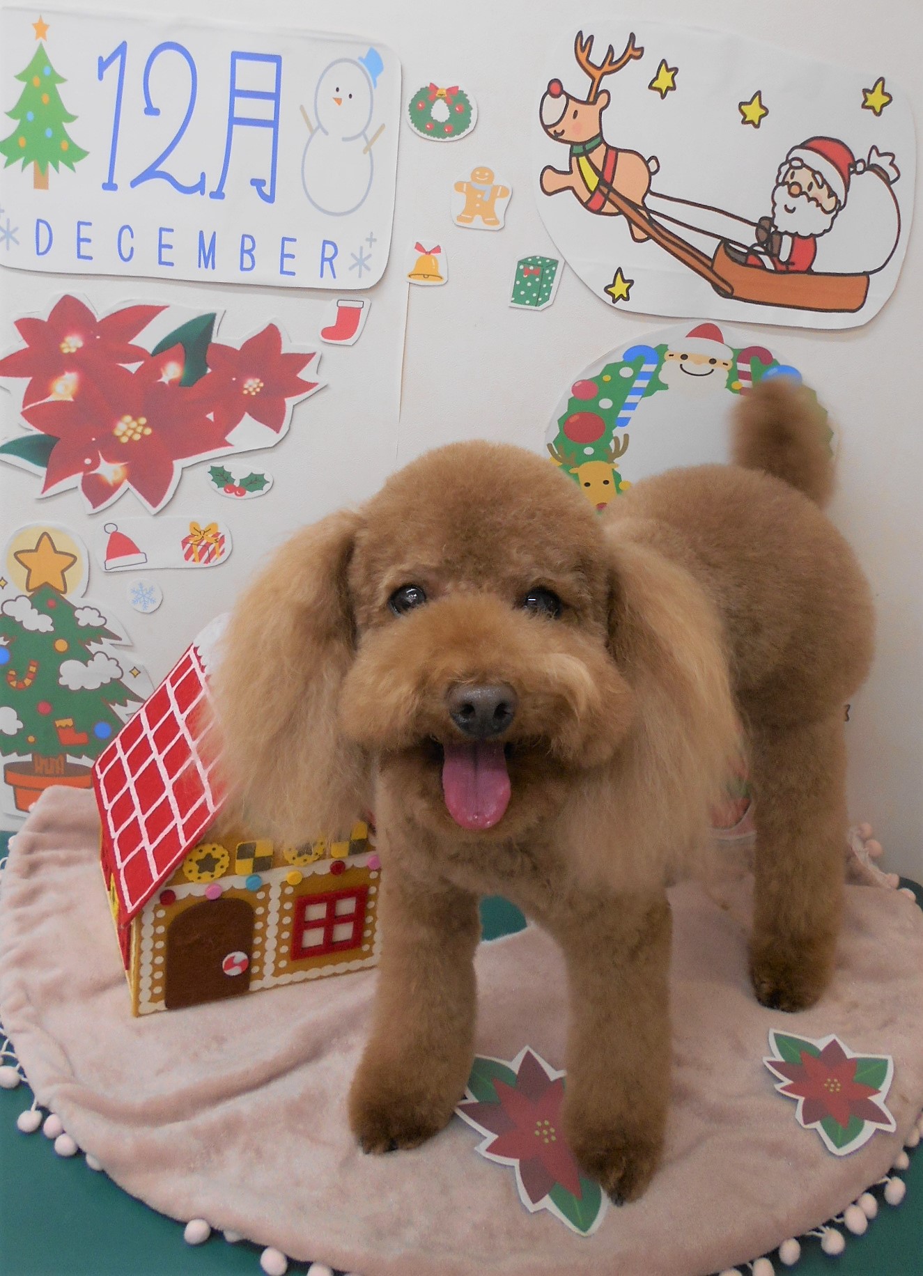 トリミングサロン シュシュどうぶつ病院からのお知らせ 2021-12-05