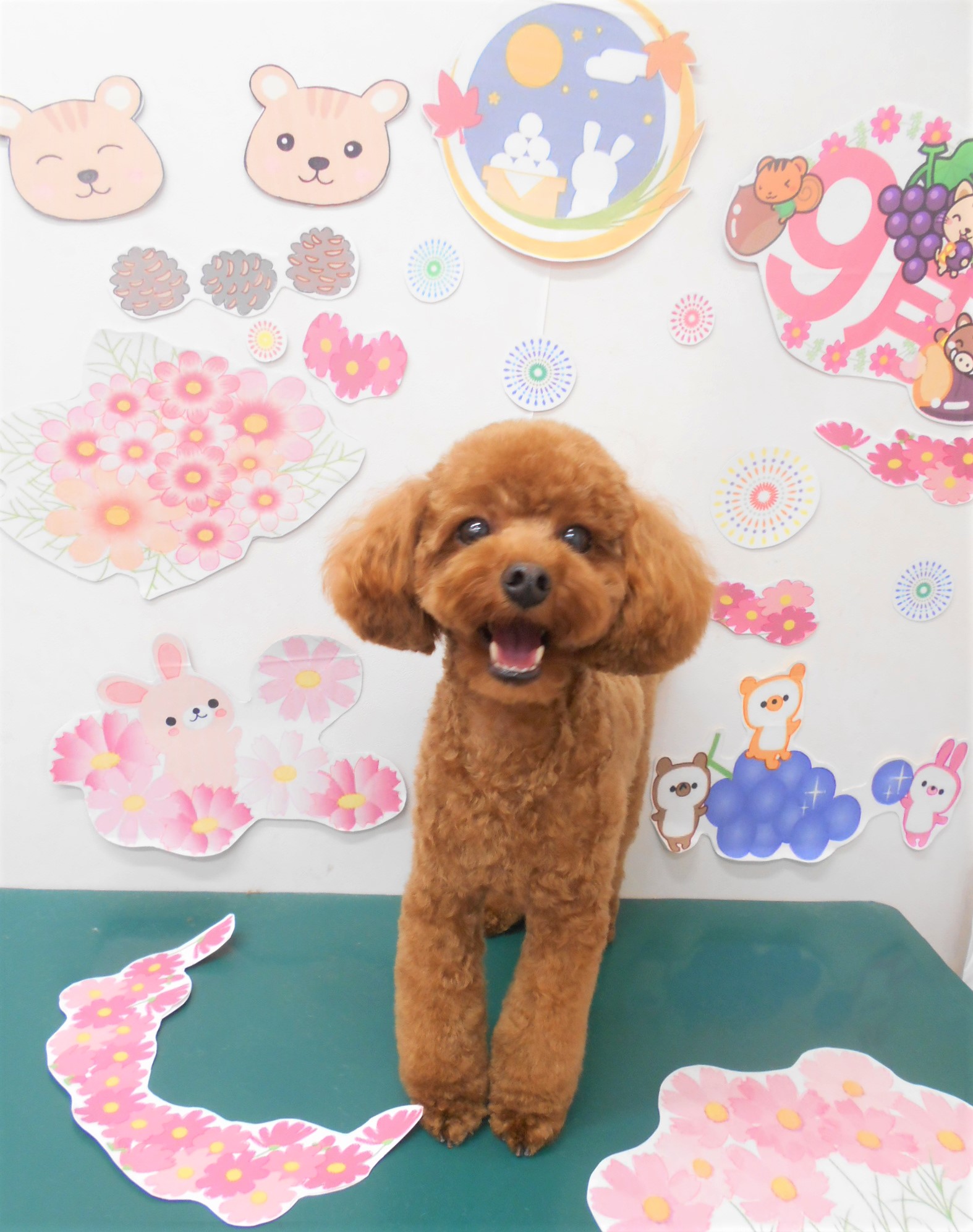 トリミングサロン シュシュどうぶつ病院からのお知らせ 2021-09-05