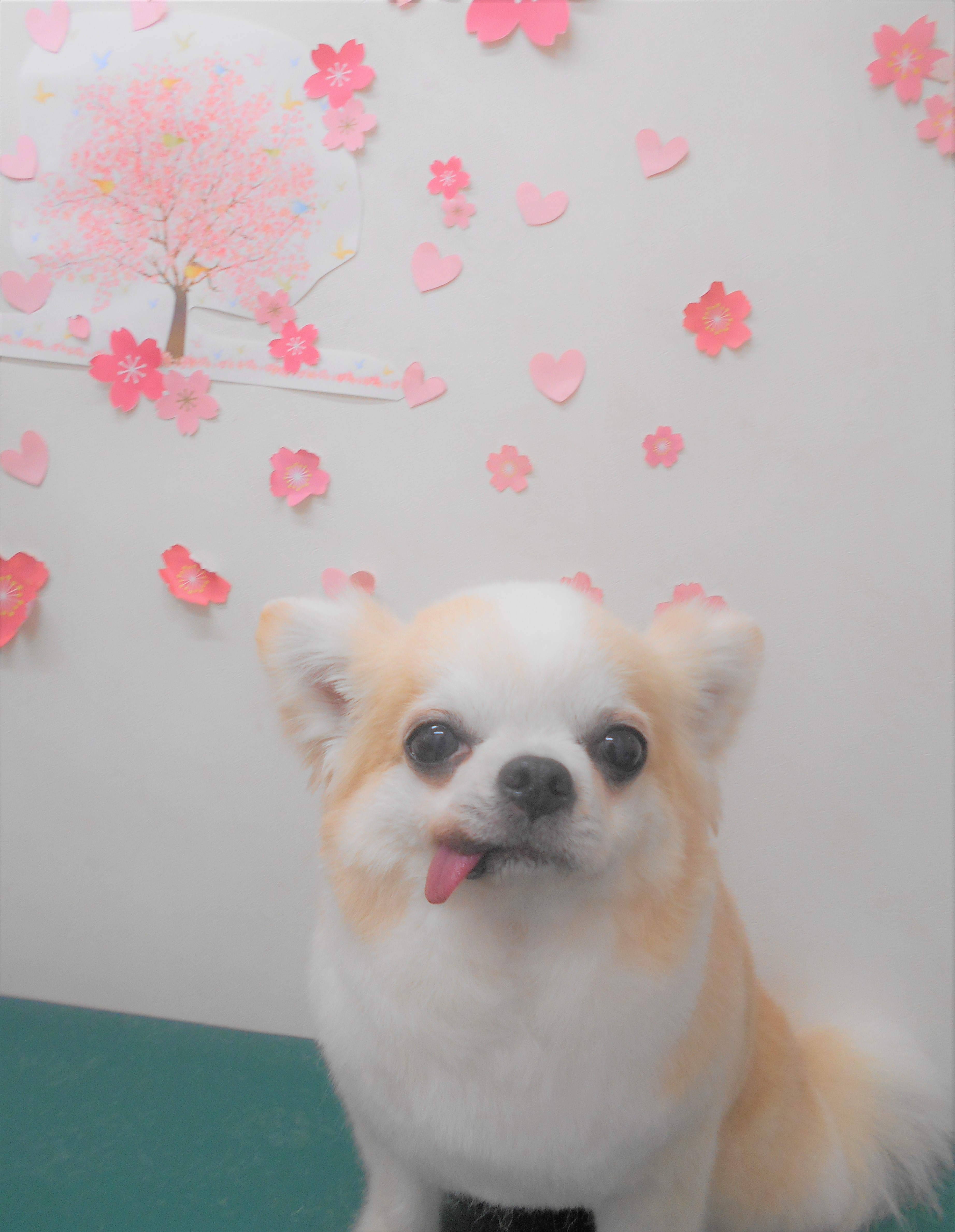 トリミングサロン シュシュどうぶつ病院からのお知らせ 2019-04-25