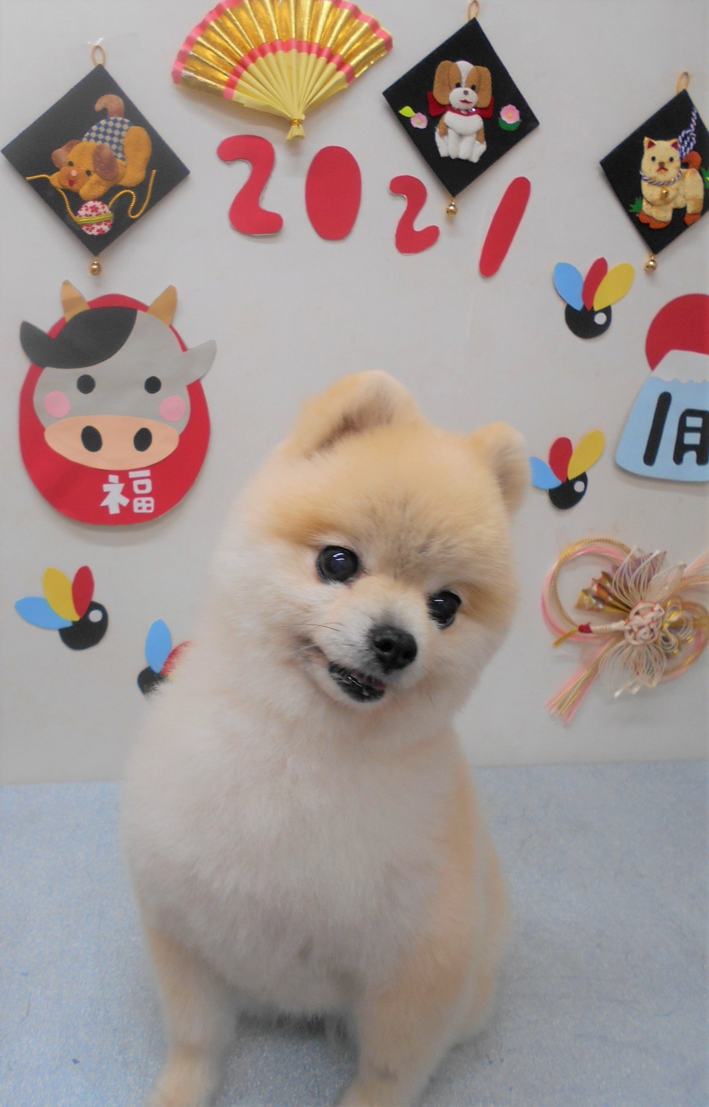 トリミングサロン シュシュどうぶつ病院からのお知らせ 2021-01-17