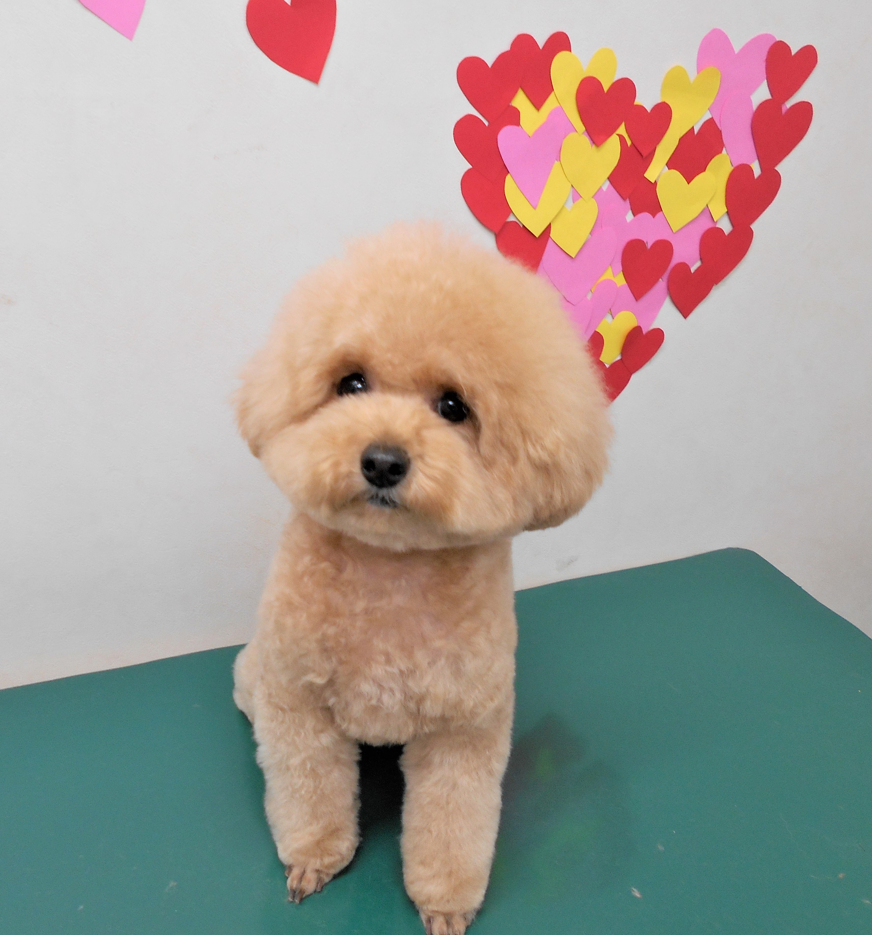 トリミングサロン シュシュどうぶつ病院からのお知らせ 2019-02-01