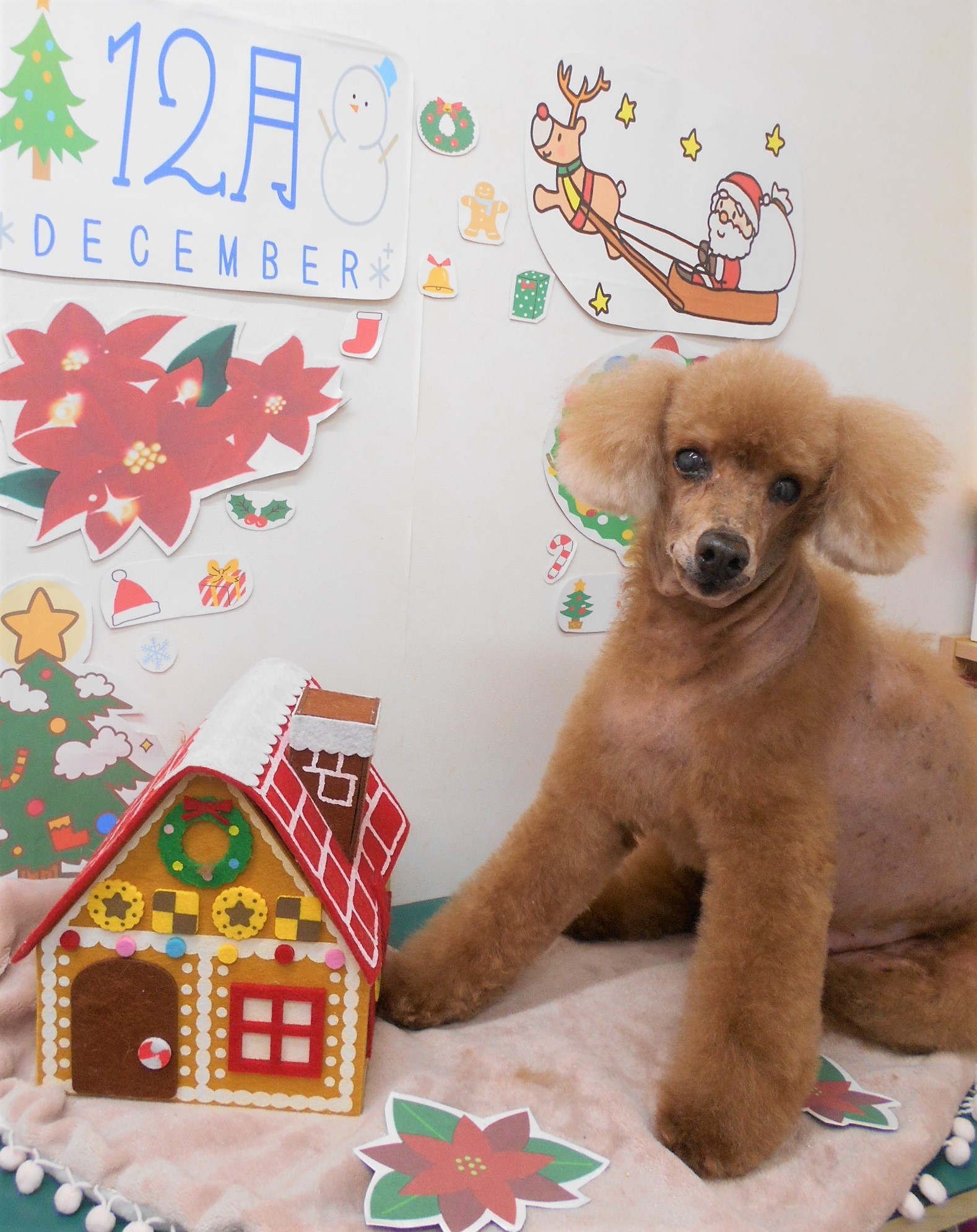 トリミングサロン シュシュどうぶつ病院からのお知らせ 2021-12-14