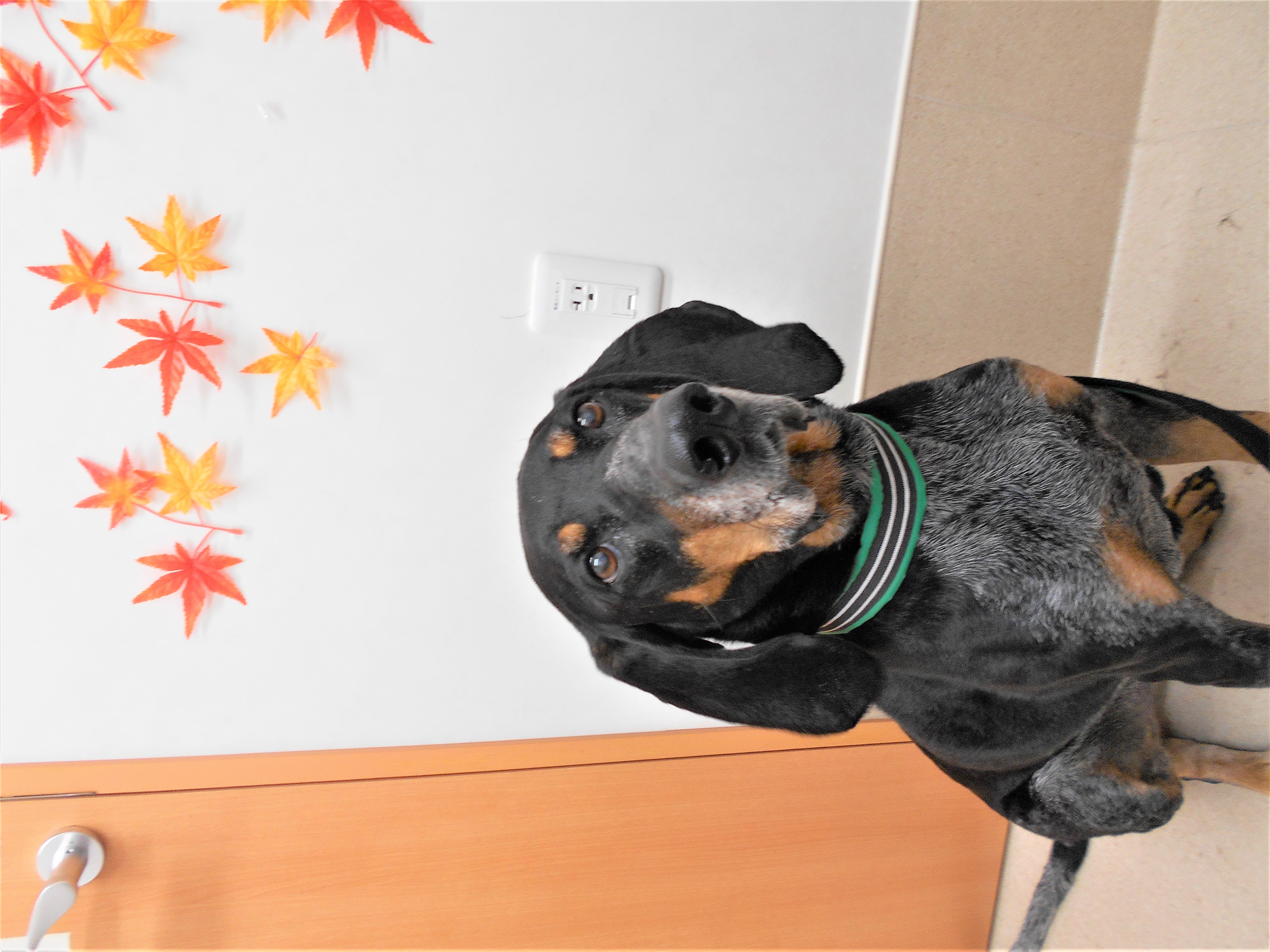 トリミングサロン シュシュどうぶつ病院からのお知らせ 2018-10-31