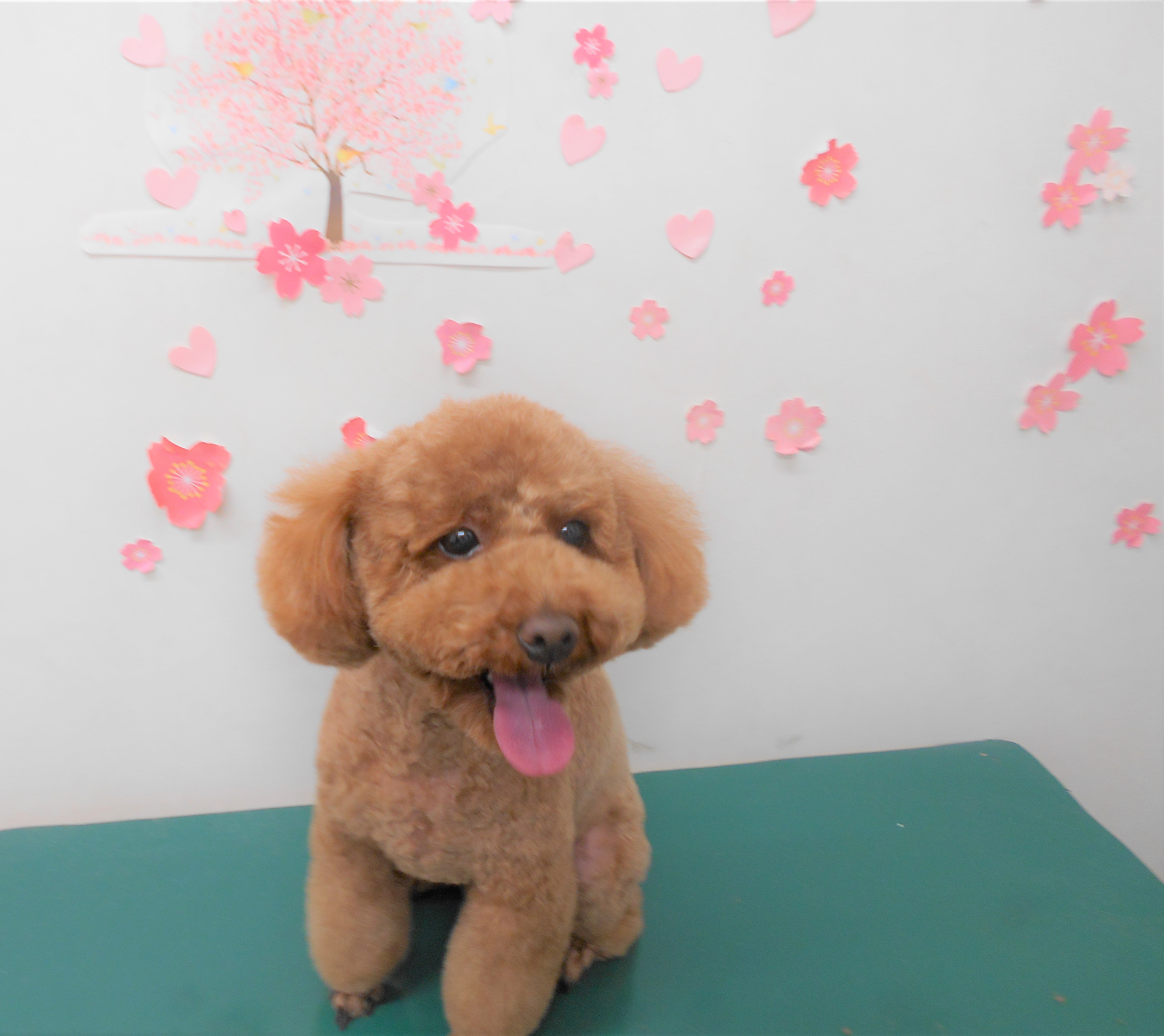 トリミングサロン シュシュどうぶつ病院からのお知らせ 2019-04-23