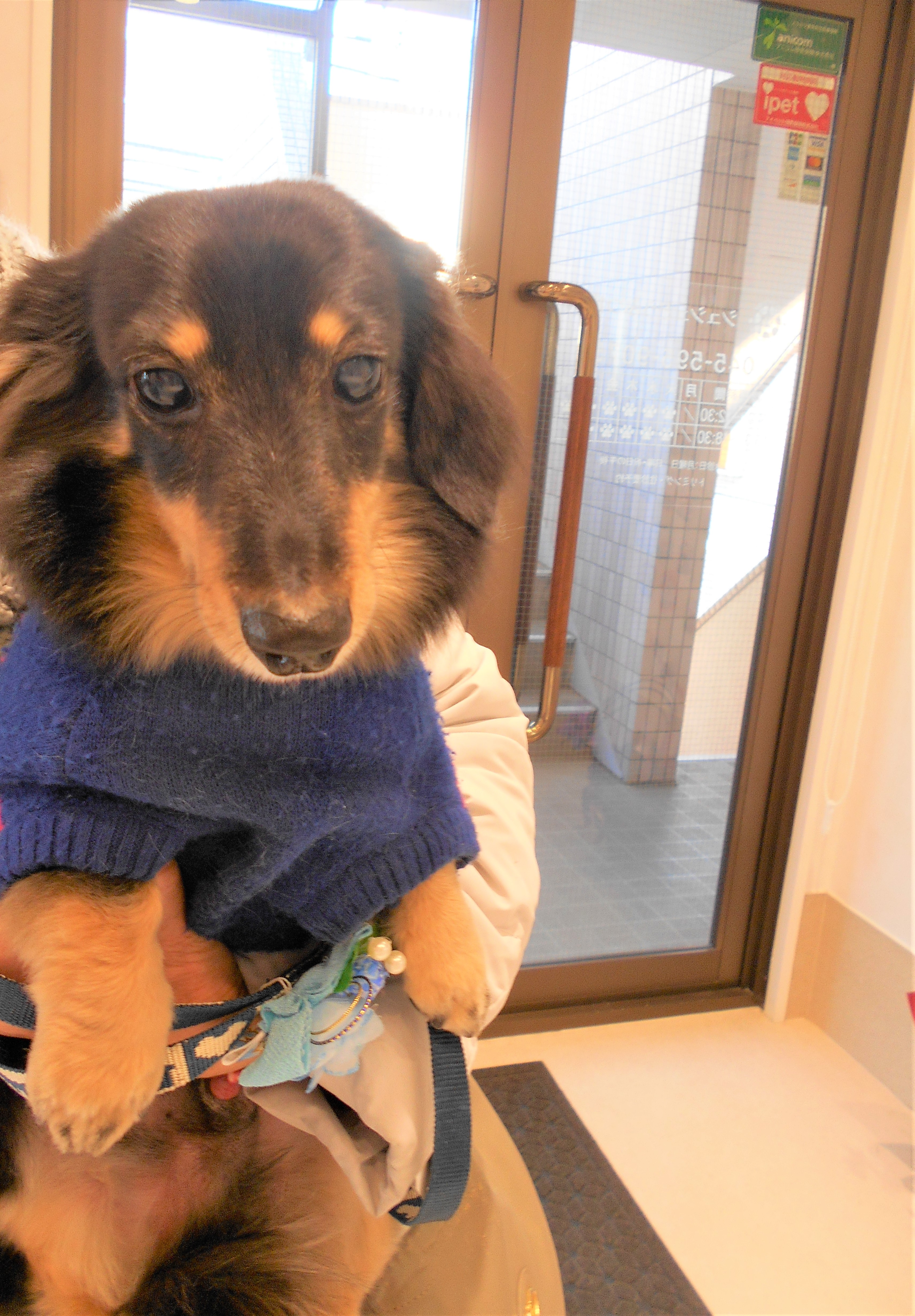 トリミングサロン シュシュどうぶつ病院からのお知らせ 2019-01-23