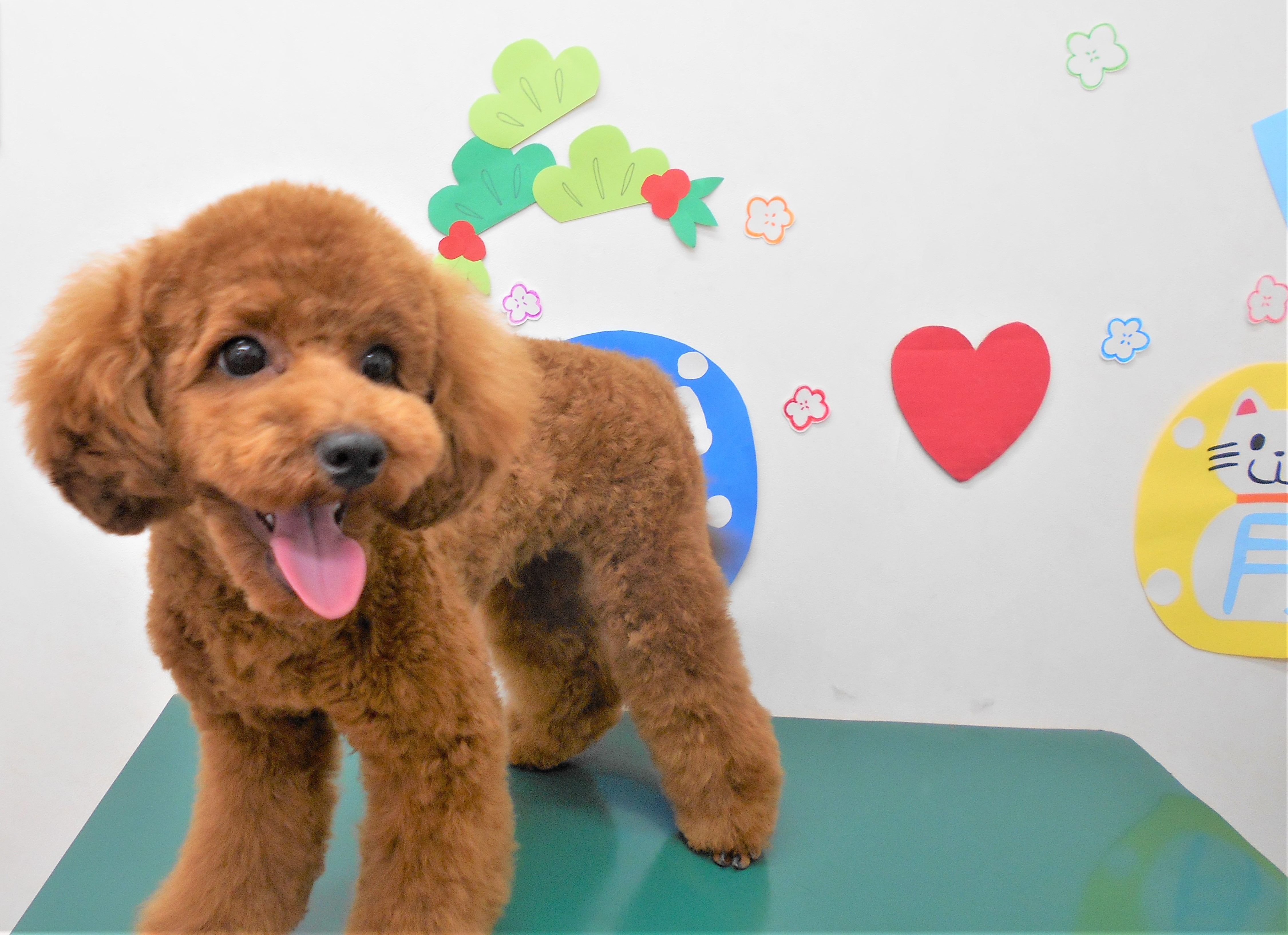 トリミングサロン シュシュどうぶつ病院からのお知らせ 2019-01-23