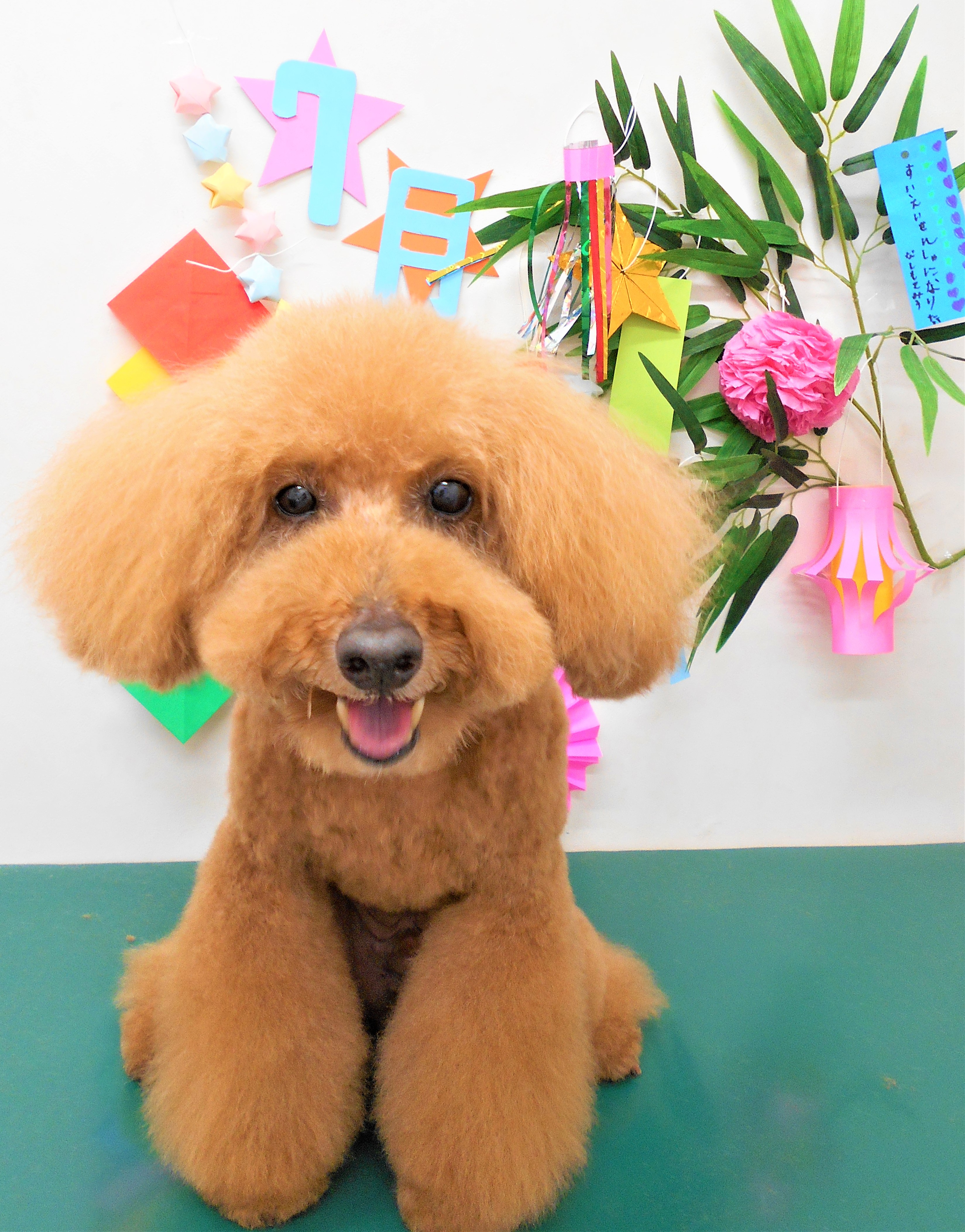 トリミングサロン シュシュどうぶつ病院からのお知らせ 2019-07-07