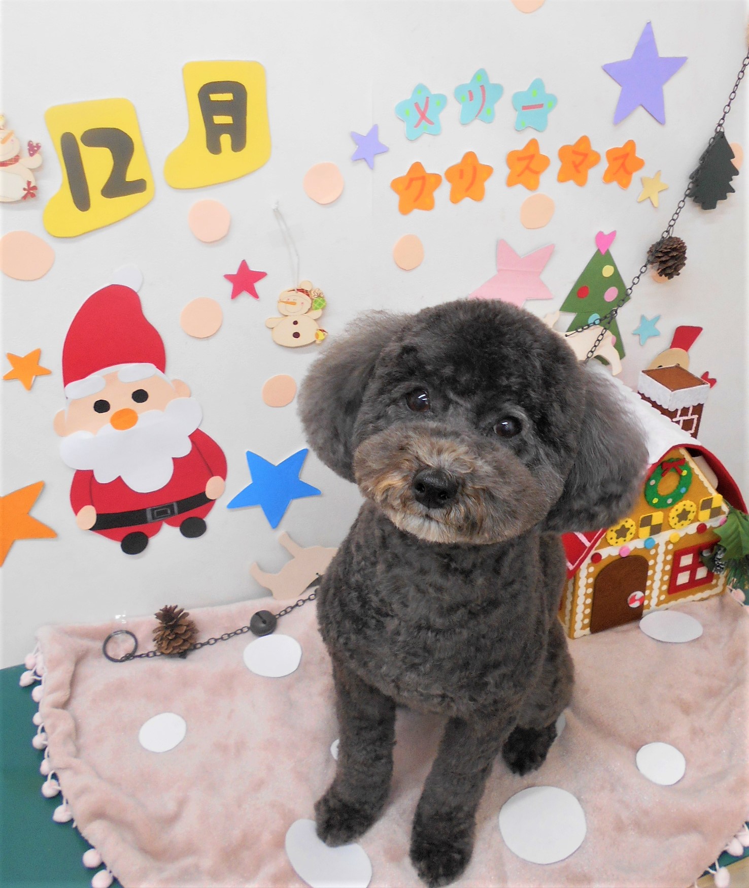 トリミングサロン シュシュどうぶつ病院からのお知らせ 2020-12-01