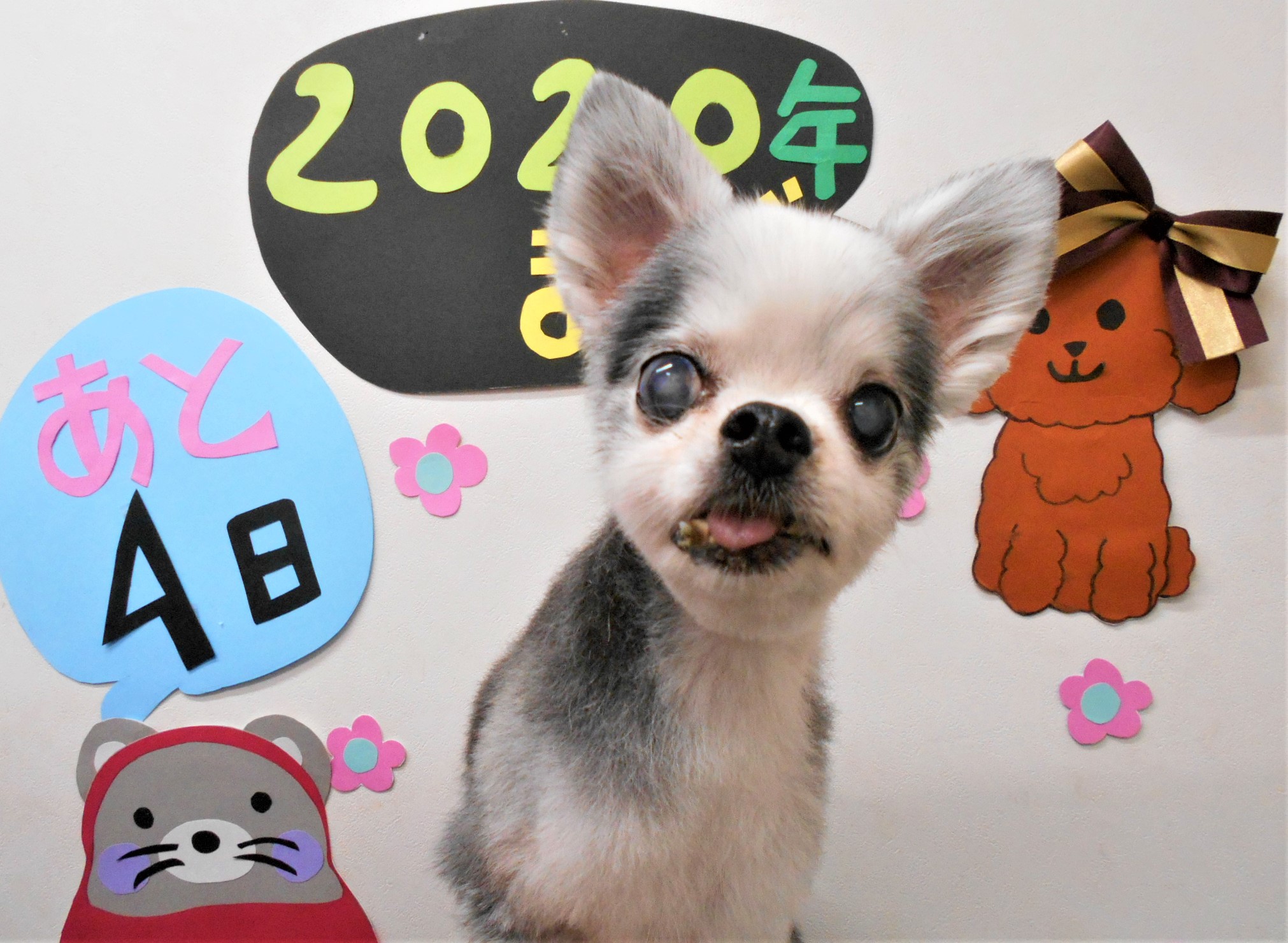 トリミングサロン シュシュどうぶつ病院からのお知らせ 2019-12-28