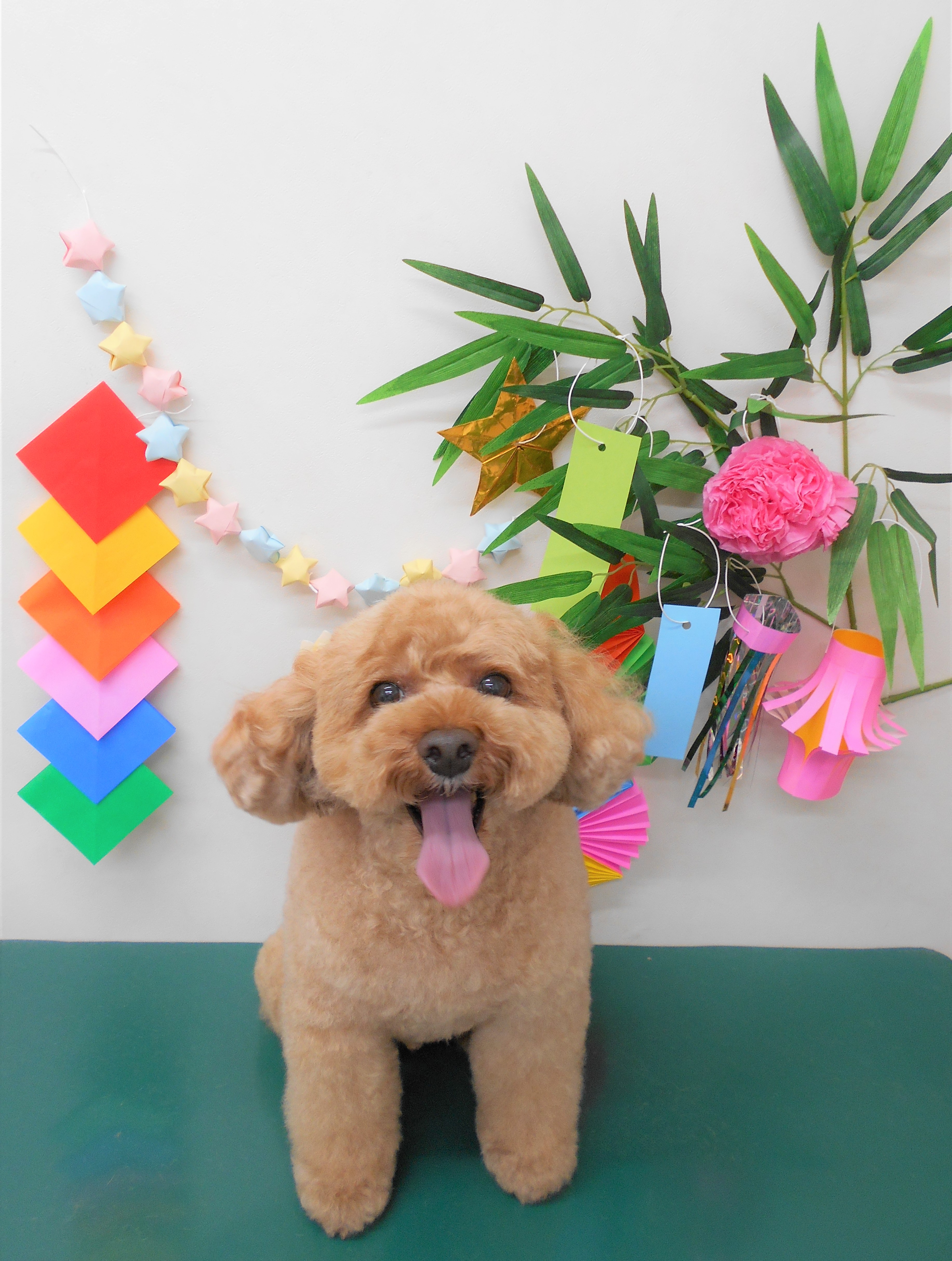 トリミングサロン シュシュどうぶつ病院からのお知らせ 2019-07-02