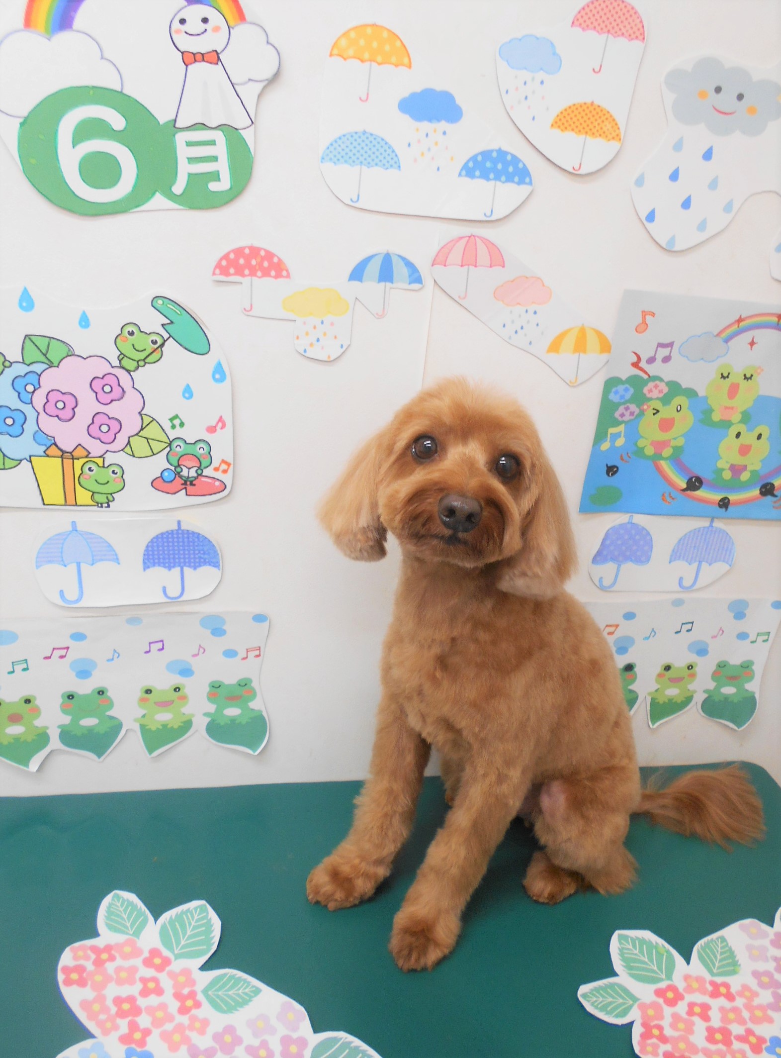 トリミングサロン シュシュどうぶつ病院からのお知らせ 2022-06-08