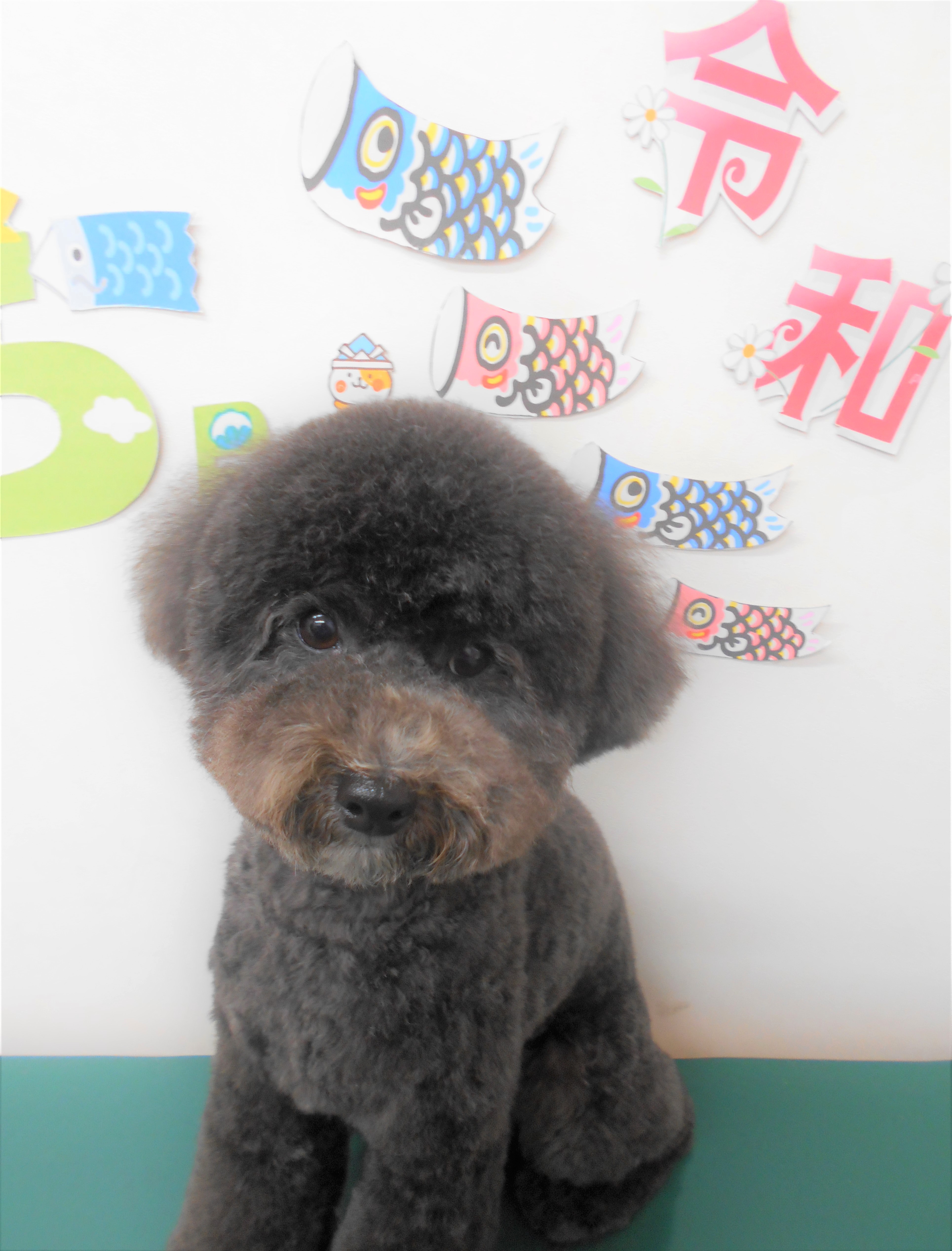 トリミングサロン シュシュどうぶつ病院からのお知らせ 2019-05-08
