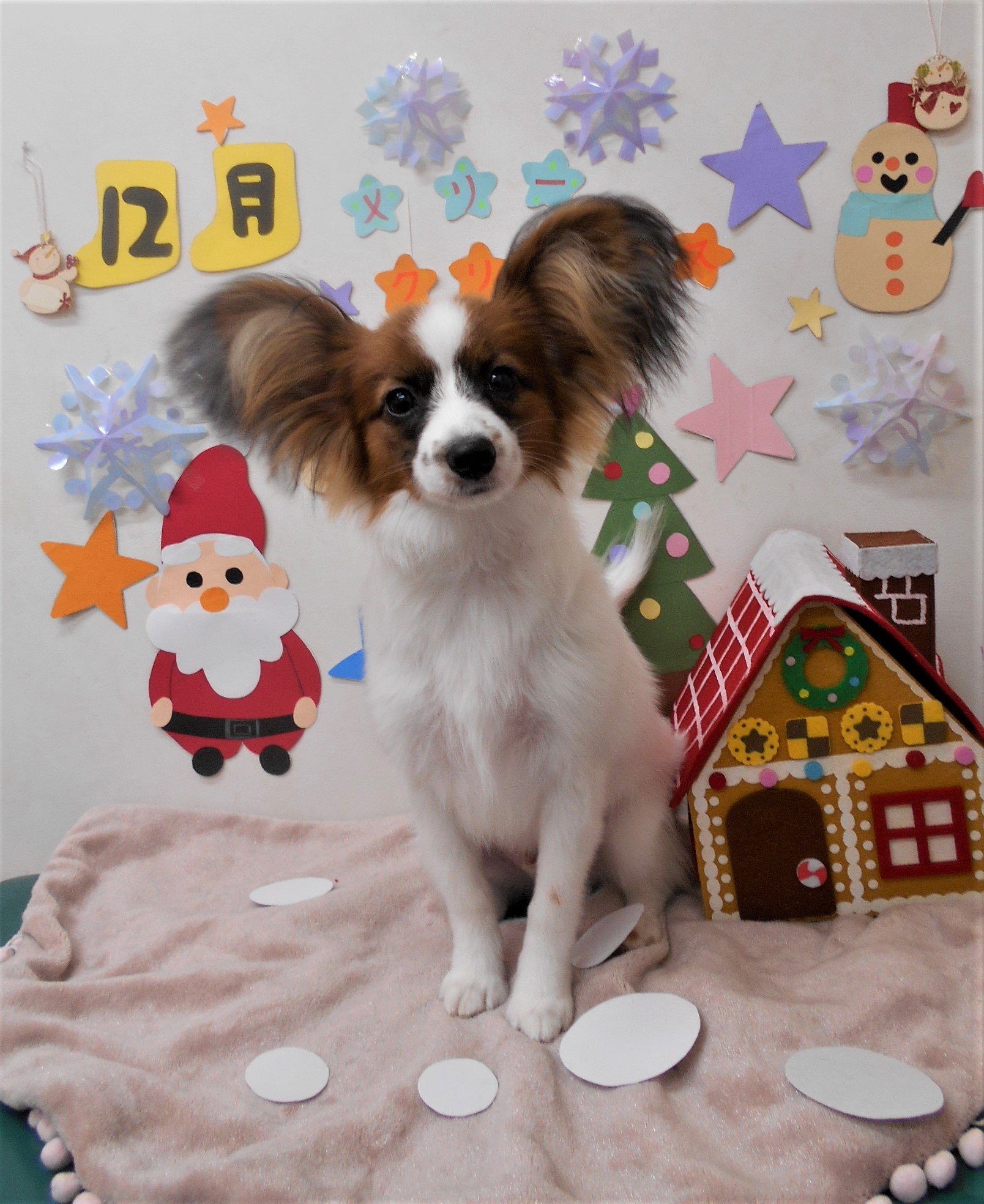 トリミングサロン シュシュどうぶつ病院からのお知らせ 2020-12-03