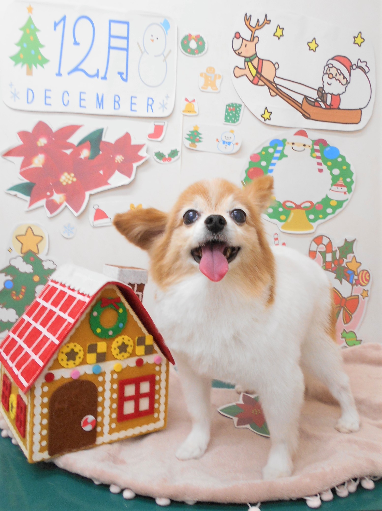 トリミングサロン シュシュどうぶつ病院からのお知らせ 2021-12-18