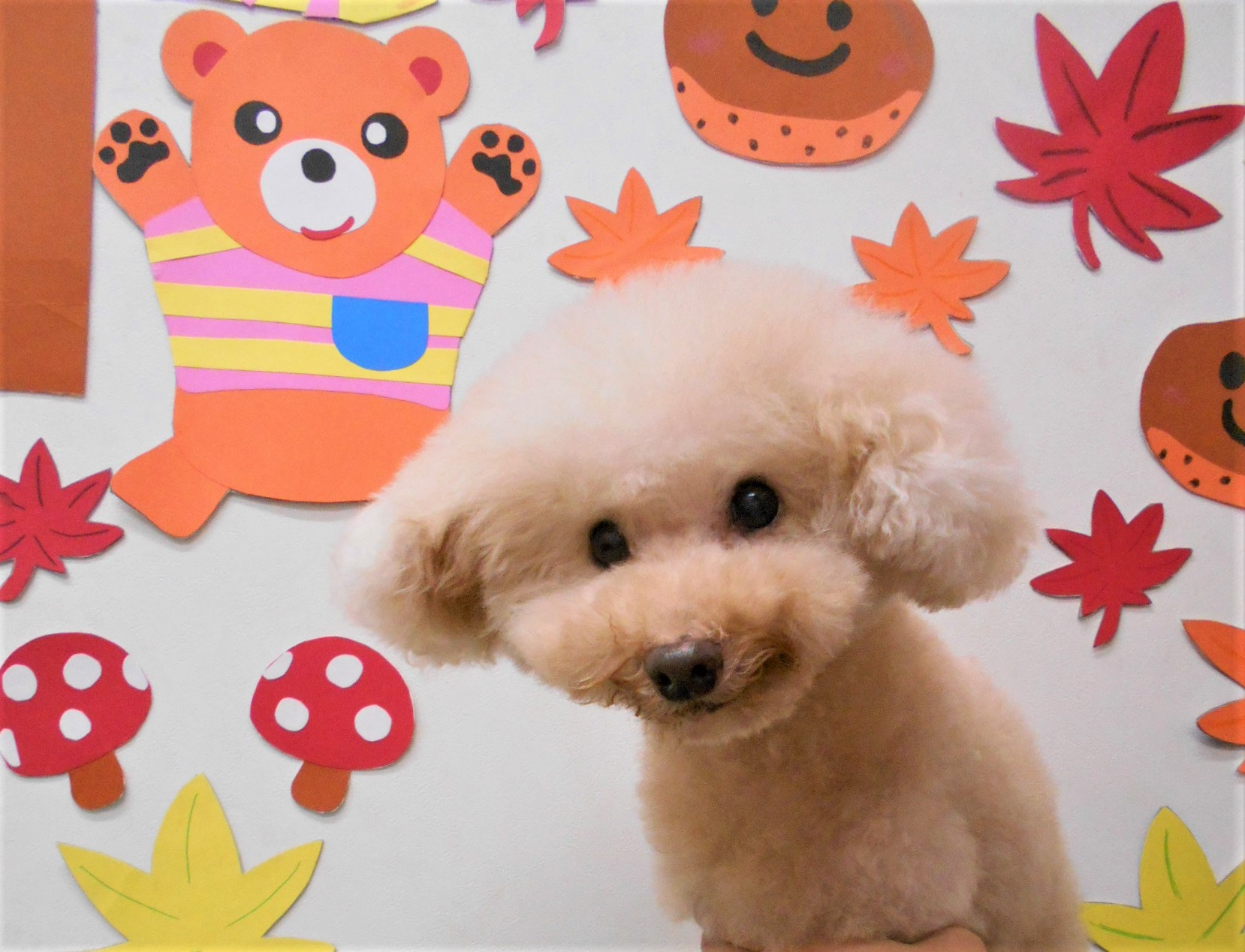 トリミングサロン シュシュどうぶつ病院からのお知らせ 2019-11-28