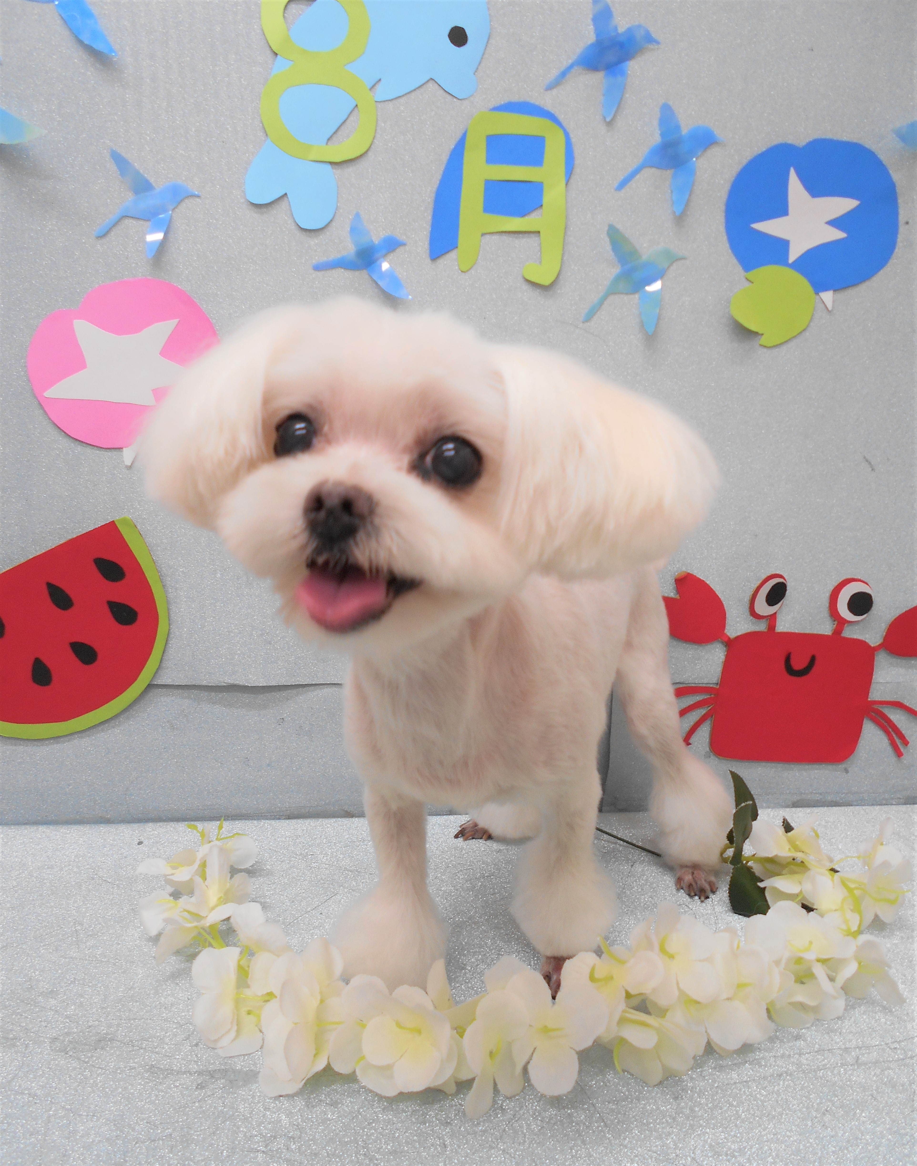 トリミングサロン シュシュどうぶつ病院からのお知らせ 2019-08-31