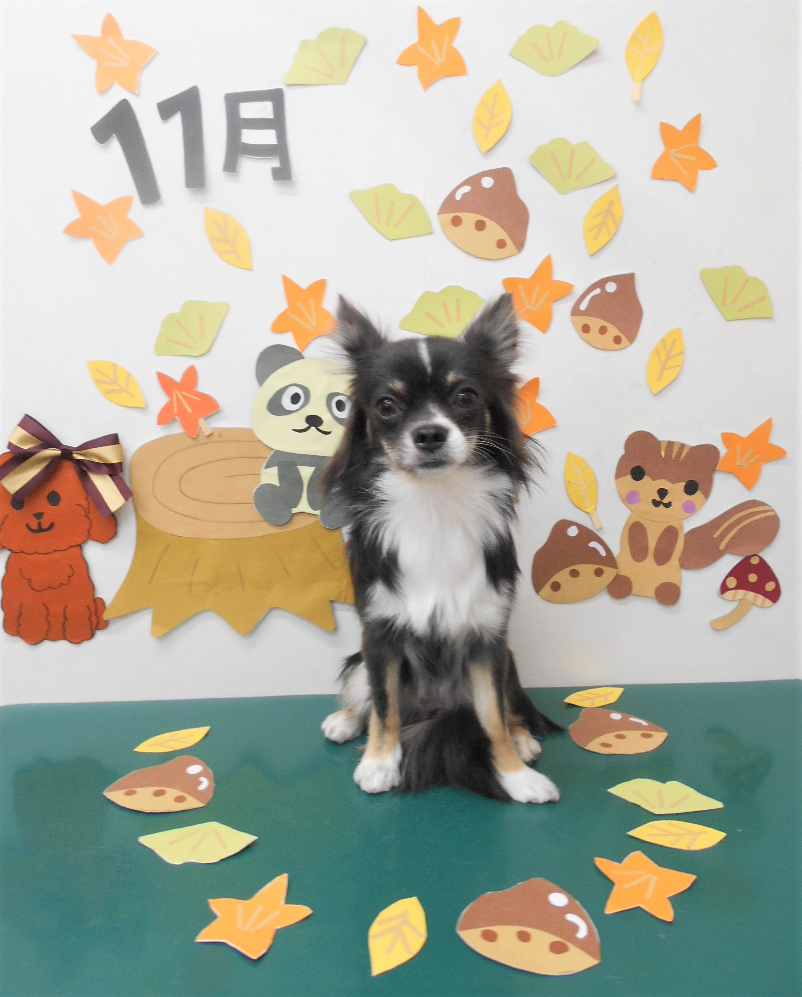 トリミングサロン シュシュどうぶつ病院からのお知らせ 2020-11-13