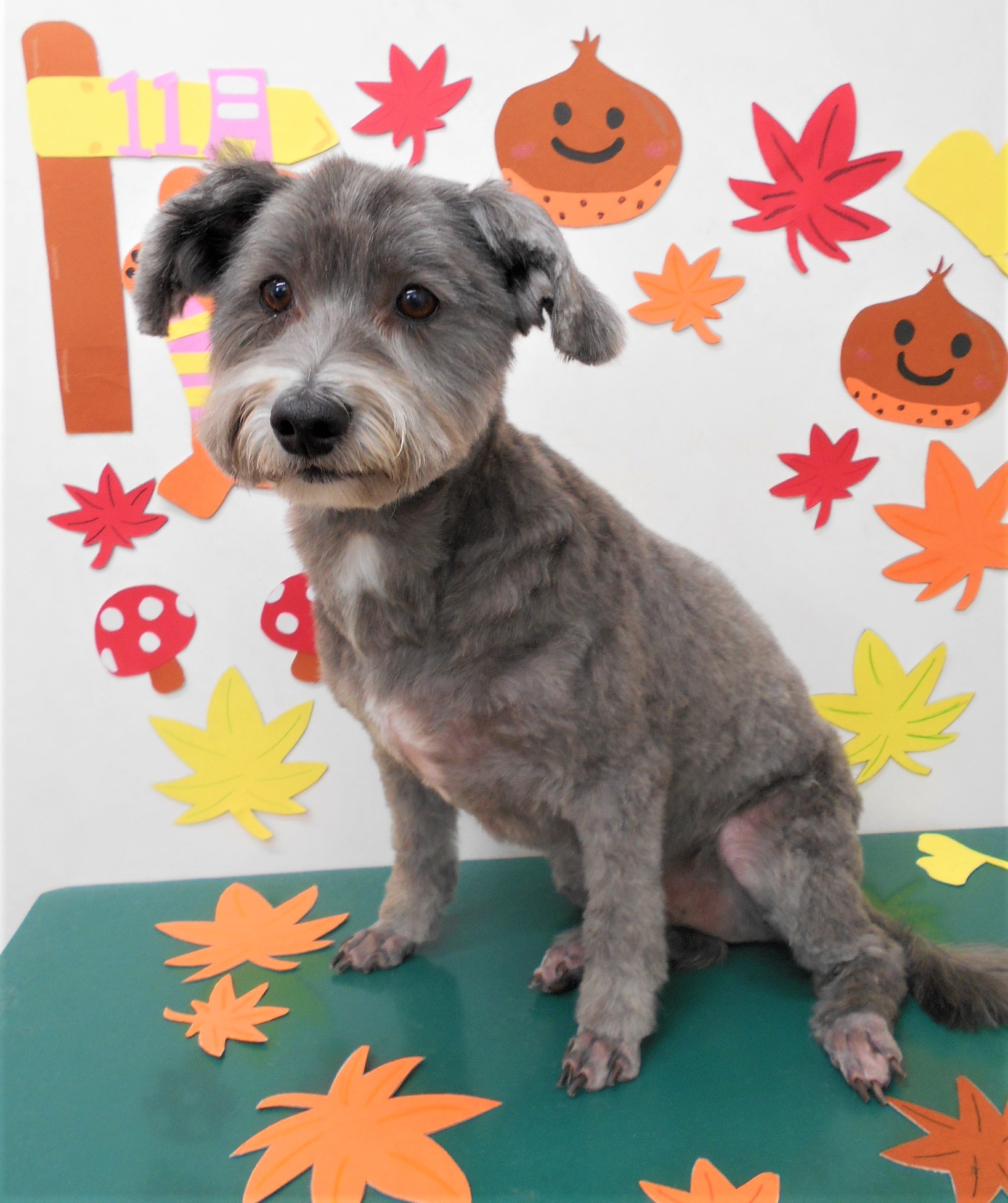 トリミングサロン シュシュどうぶつ病院からのお知らせ 2019-11-08