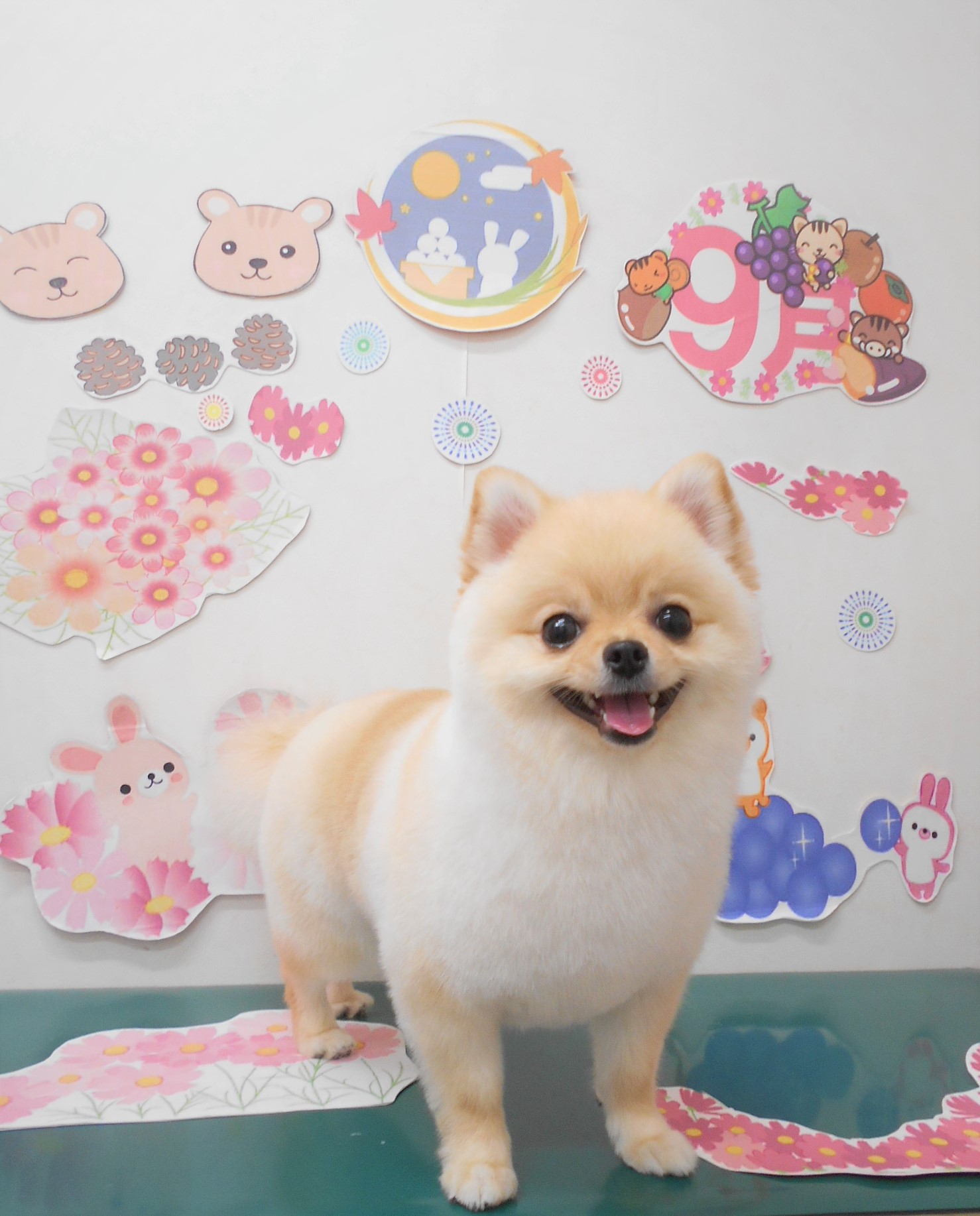 トリミングサロン シュシュどうぶつ病院からのお知らせ 2021-09-18