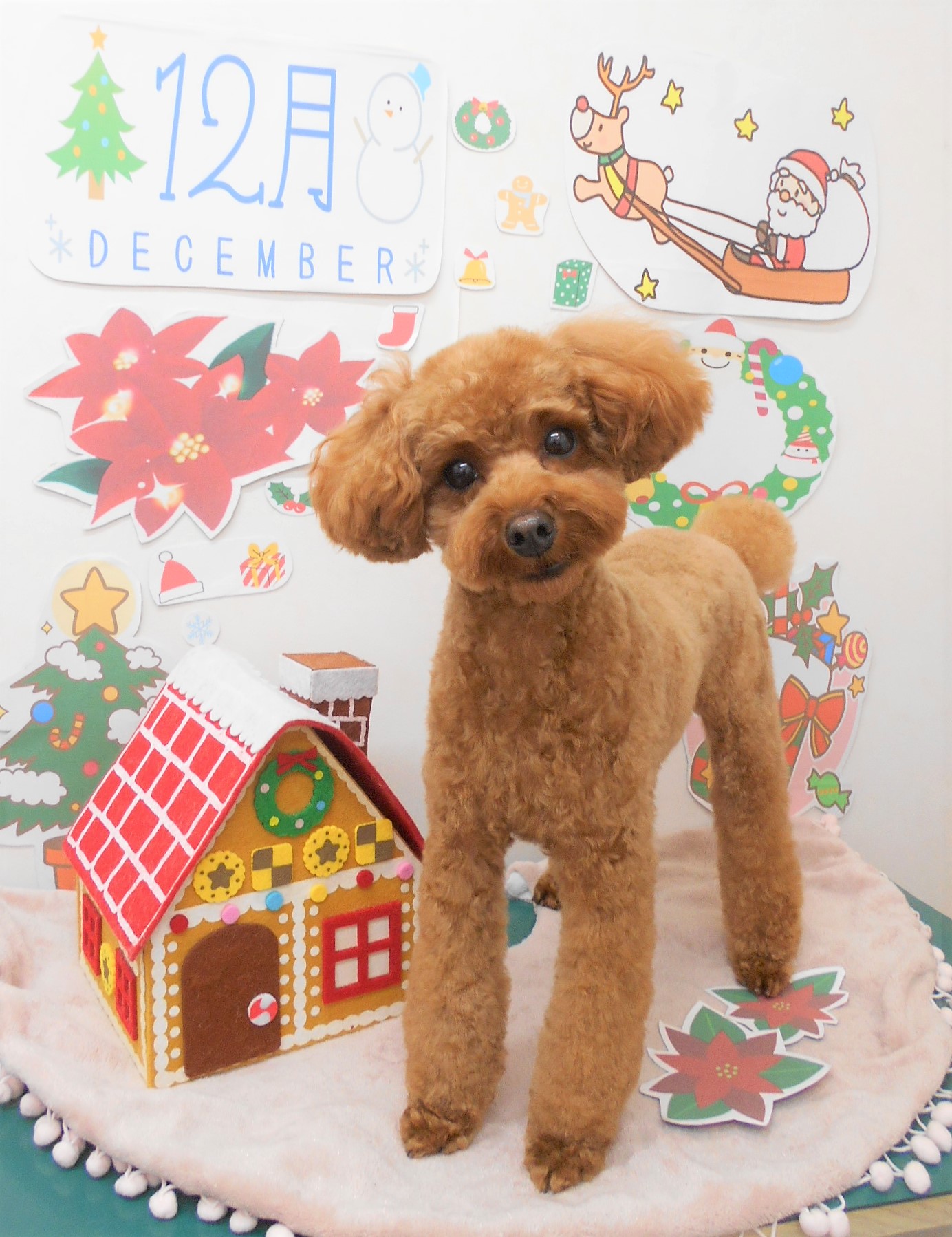 トリミングサロン シュシュどうぶつ病院からのお知らせ 2021-12-16