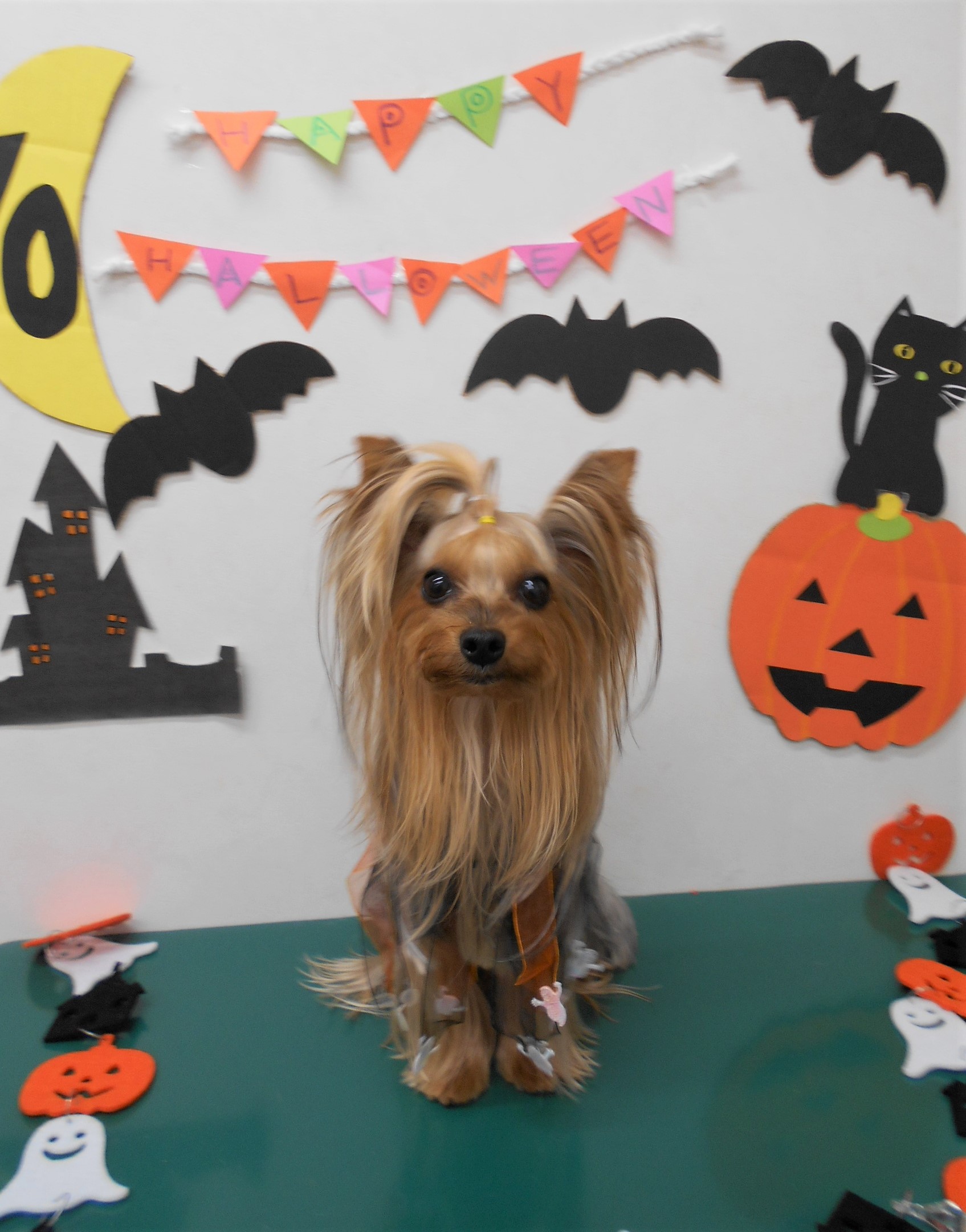 トリミングサロン シュシュどうぶつ病院からのお知らせ 2019-10-03