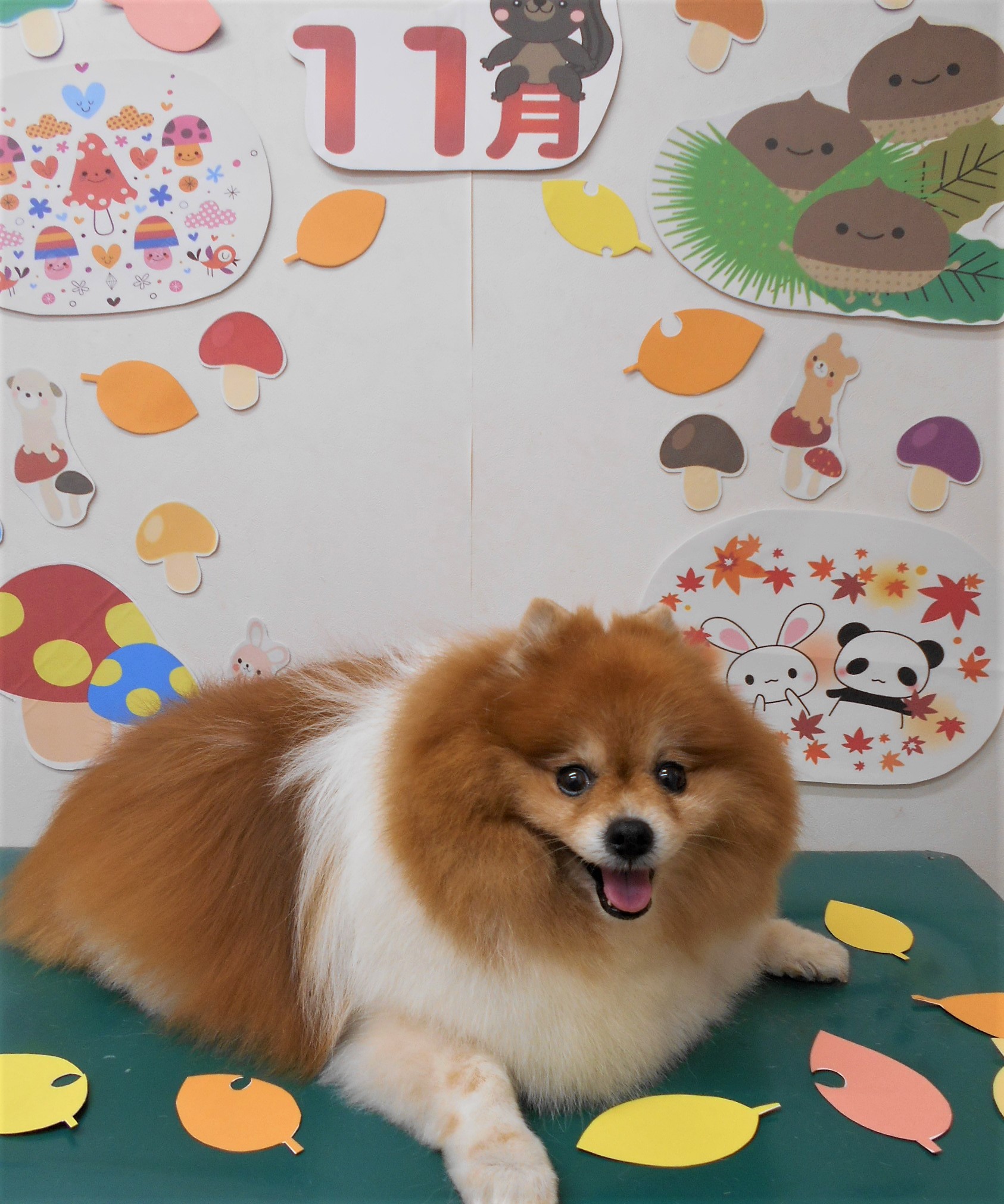 トリミングサロン シュシュどうぶつ病院からのお知らせ 2021-11-04