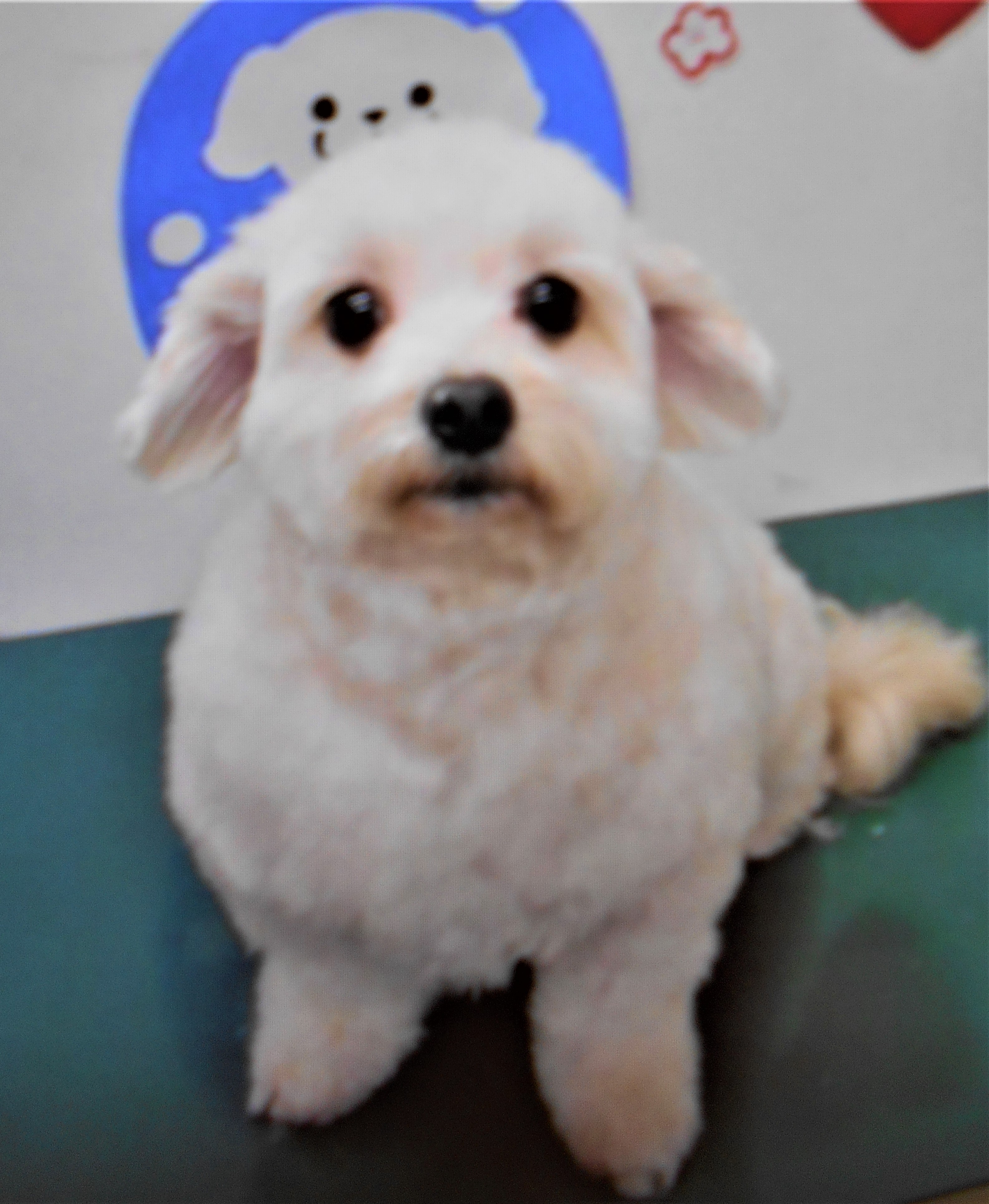 トリミングサロン シュシュどうぶつ病院からのお知らせ 2019-05-26