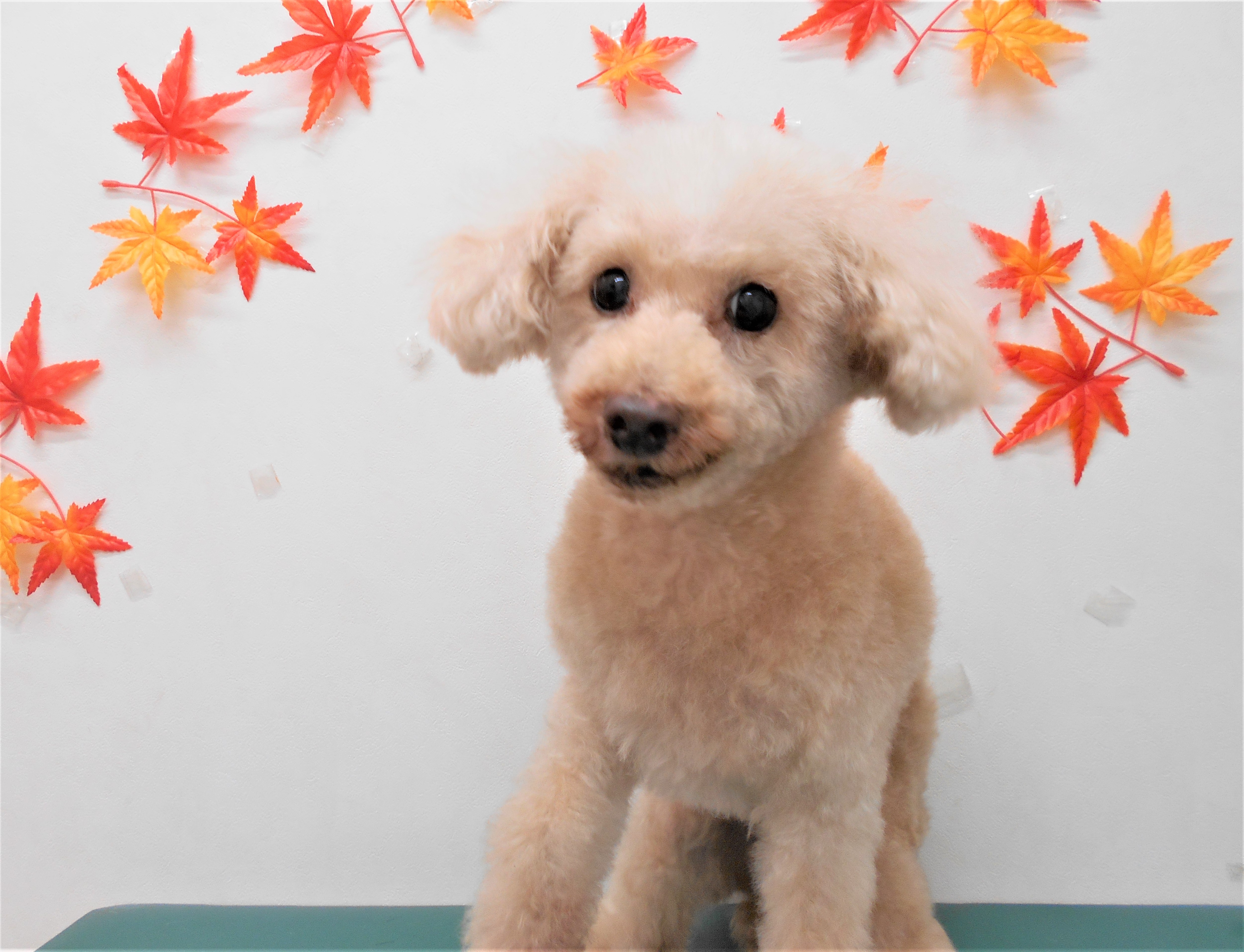 トリミングサロン シュシュどうぶつ病院からのお知らせ 2018-10-14