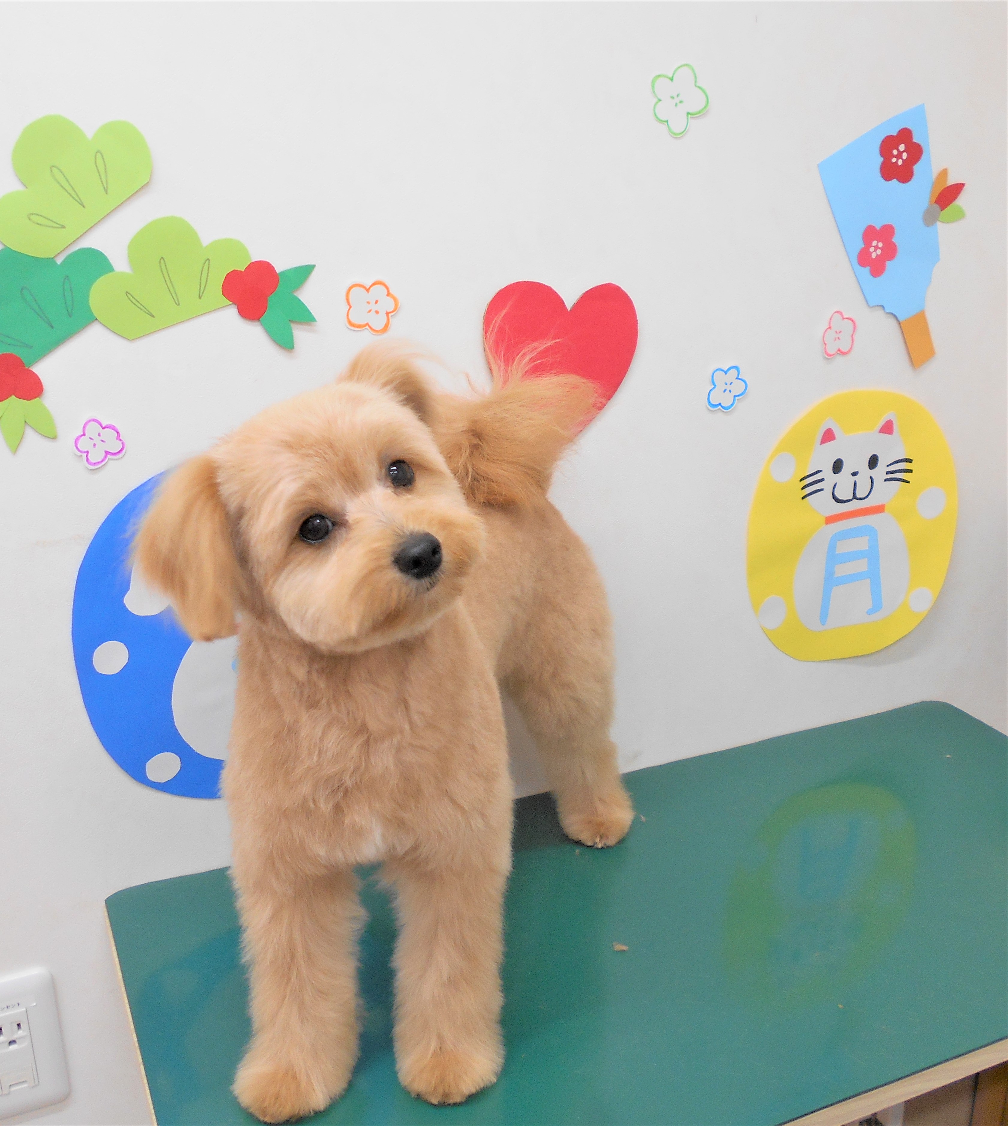 トリミングサロン シュシュどうぶつ病院からのお知らせ 2019-01-15