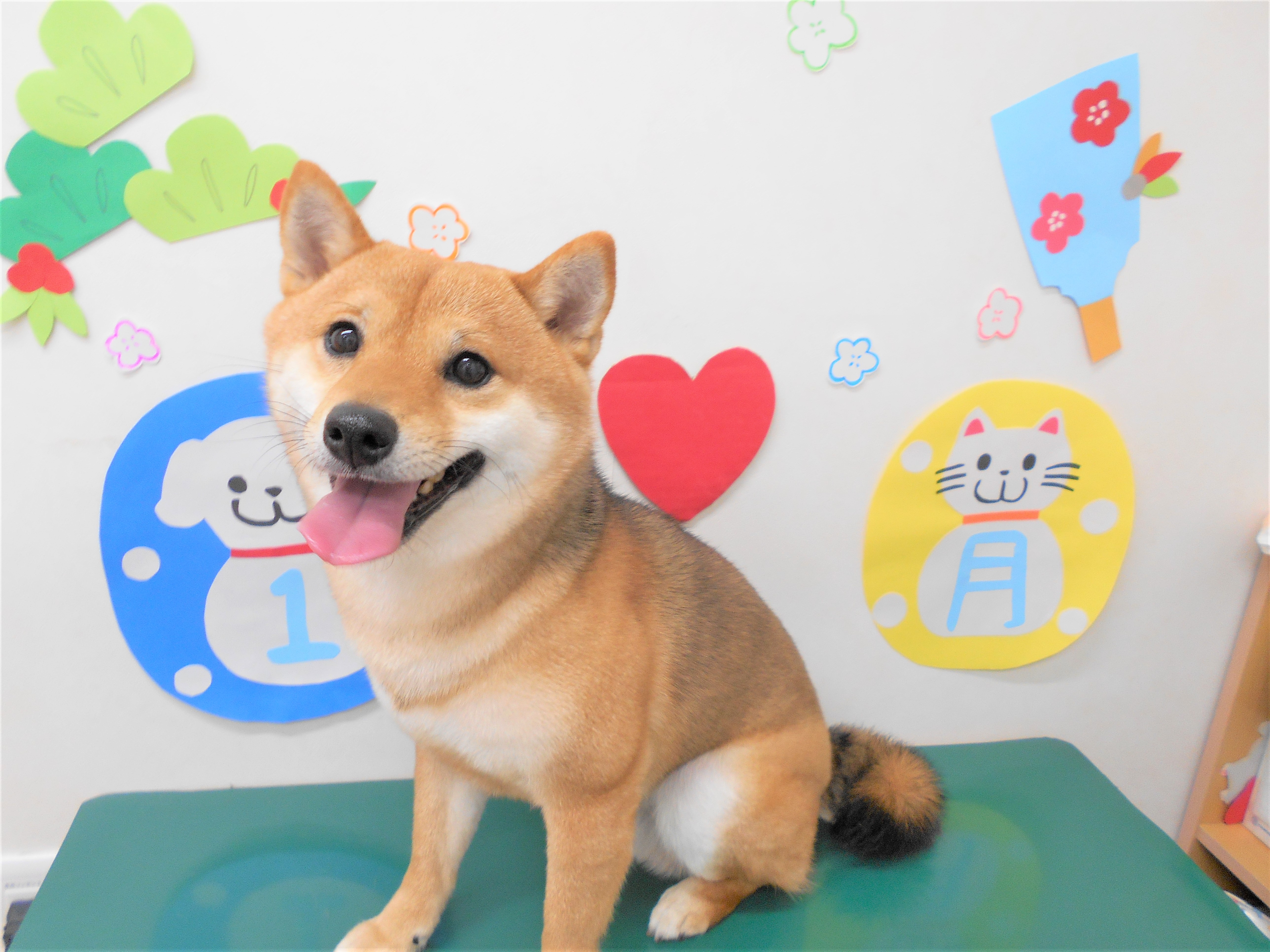 トリミングサロン シュシュどうぶつ病院からのお知らせ 2019-01-26
