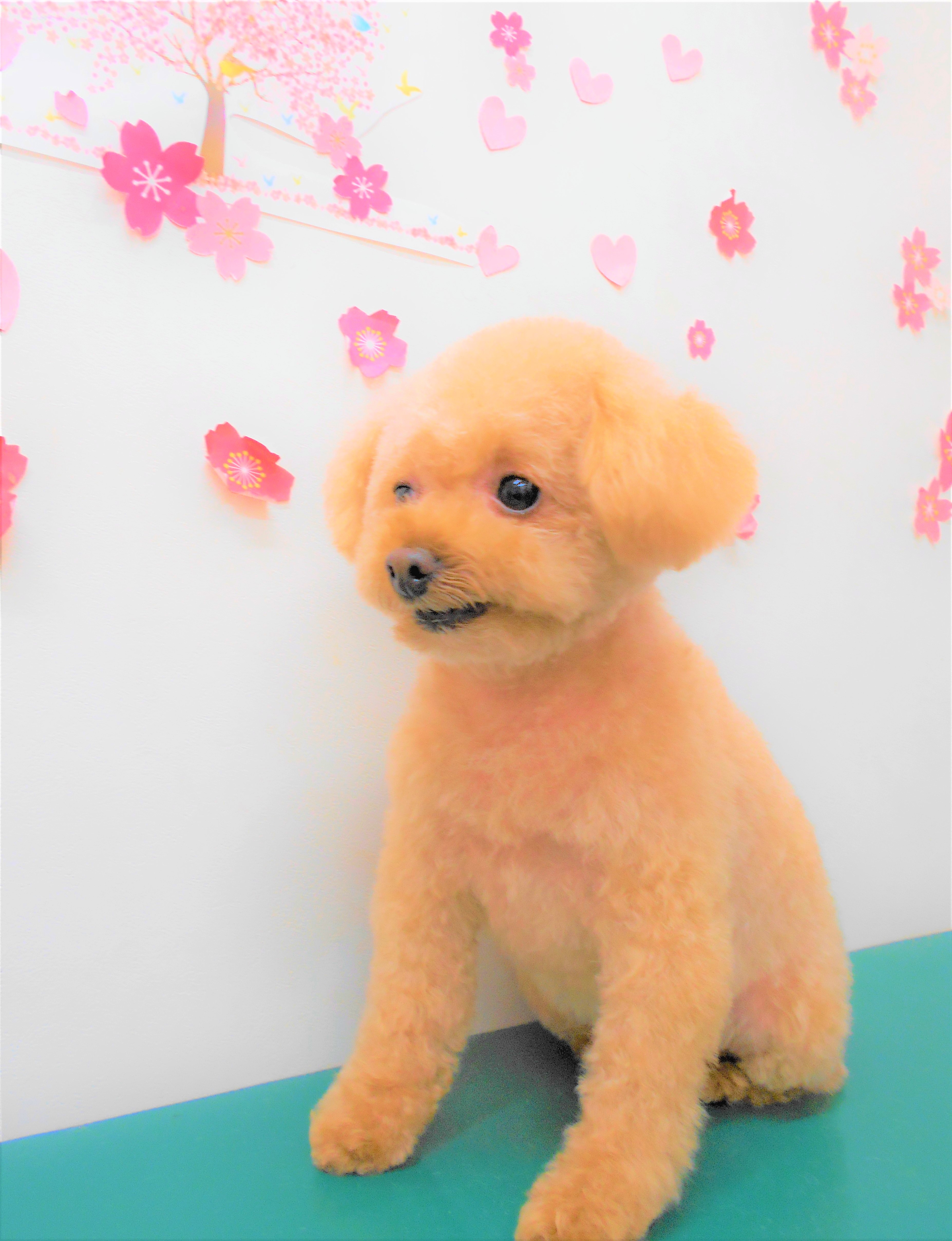 トリミングサロン シュシュどうぶつ病院からのお知らせ 2019-04-25