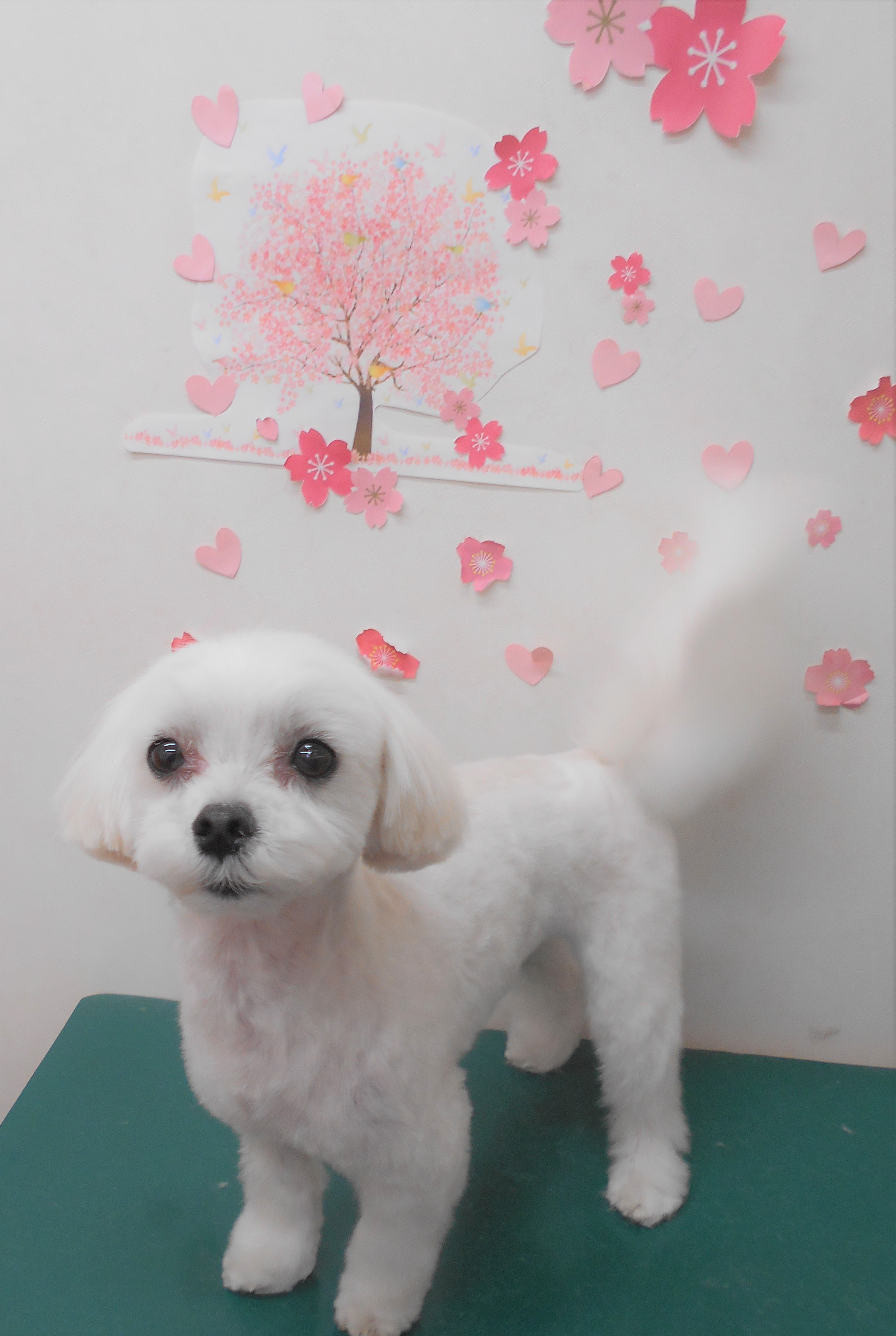 トリミングサロン シュシュどうぶつ病院からのお知らせ 2019-04-30