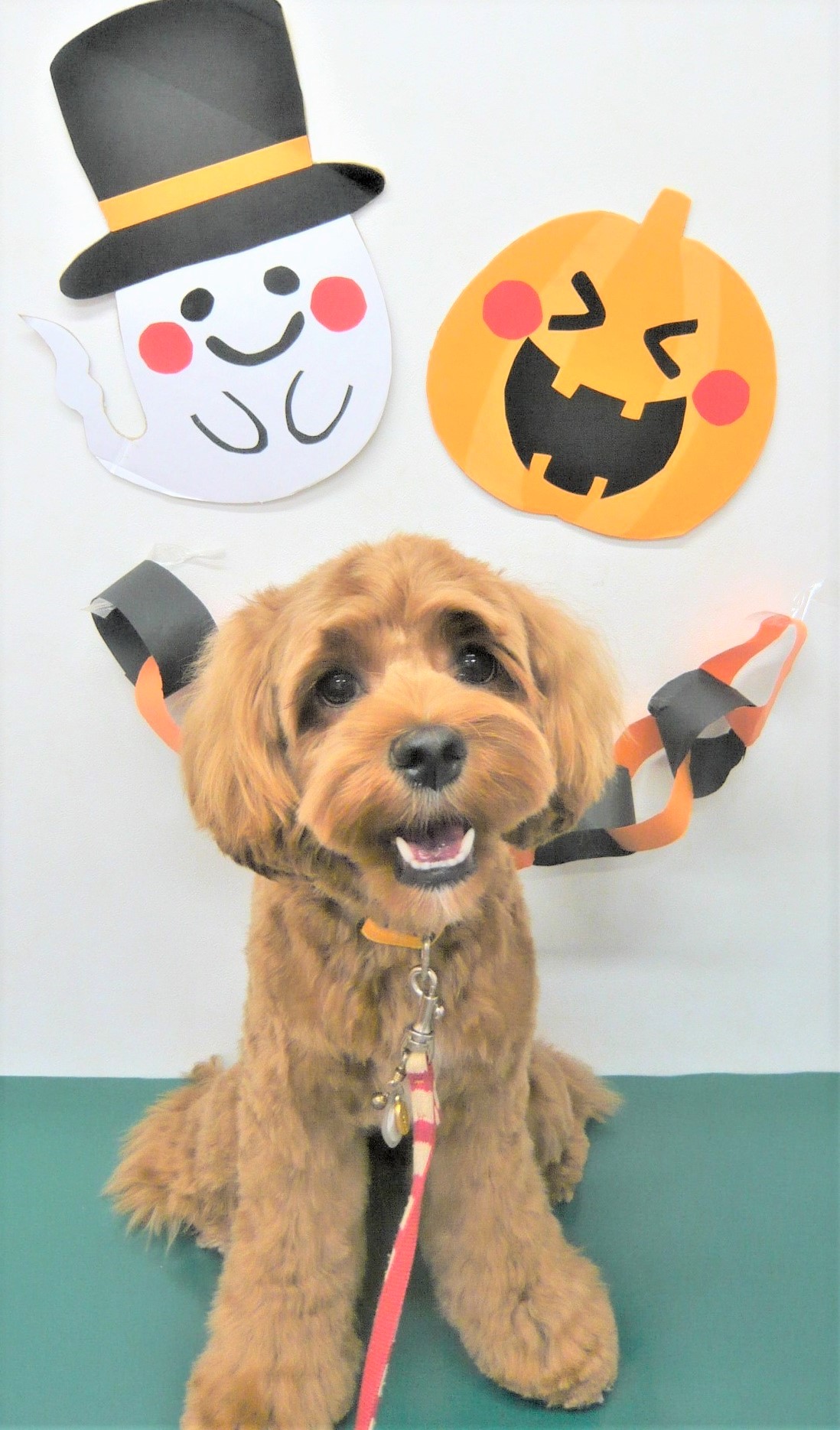 トリミングサロン シュシュどうぶつ病院からのお知らせ 2018-09-29