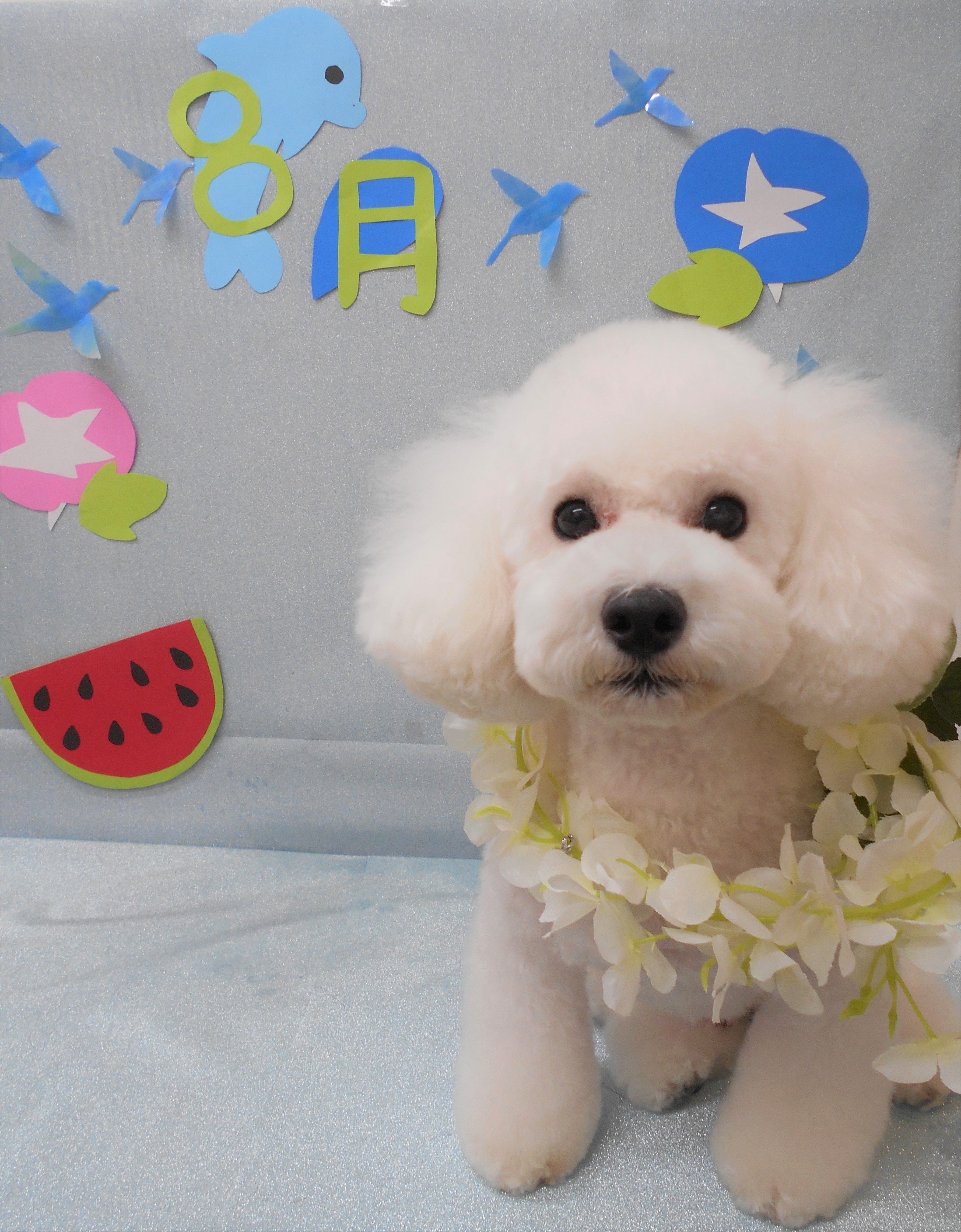 トリミングサロン シュシュどうぶつ病院からのお知らせ 2019-08-04